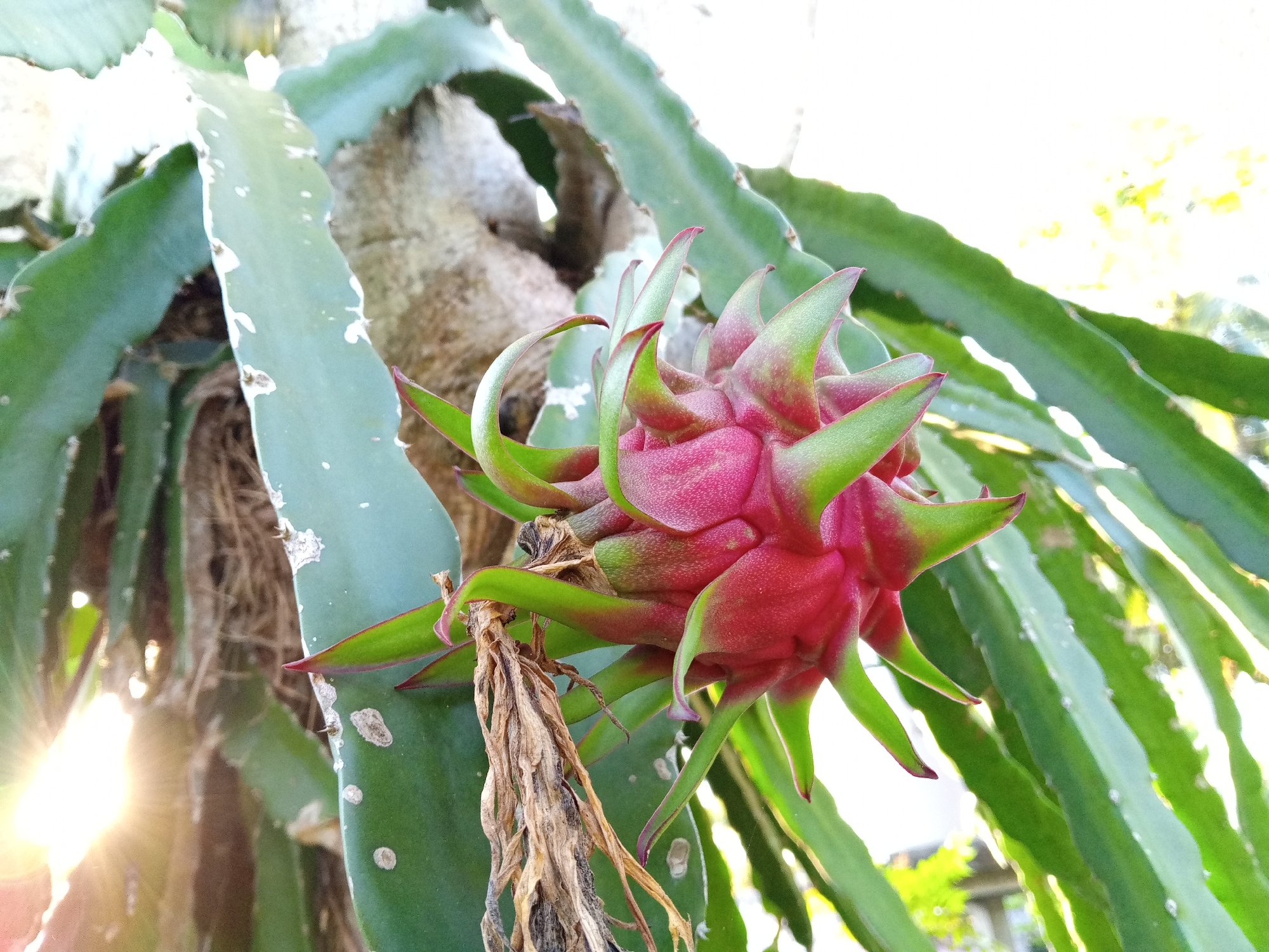 A close-up, low-angle shot captures a nascent dragon fruit, vibrant pink and green, nestled amongst its spiny, succulent green stems. The fruit, still developing, is the primary subject, its scales clearly defined against the blurred background of the plant and a bright, sunlit sky. The sun's rays pierce through the foliage, creating lens flares and highlighting the textures of the plant. The setting is outdoors, amidst lush vegetation, suggesting a tropical or subtropical environment. The context provided of Palohigeuh, Indonesia, further reinforces the likely location of this fruit-bearing cactus. There are no people or animals present in the image.