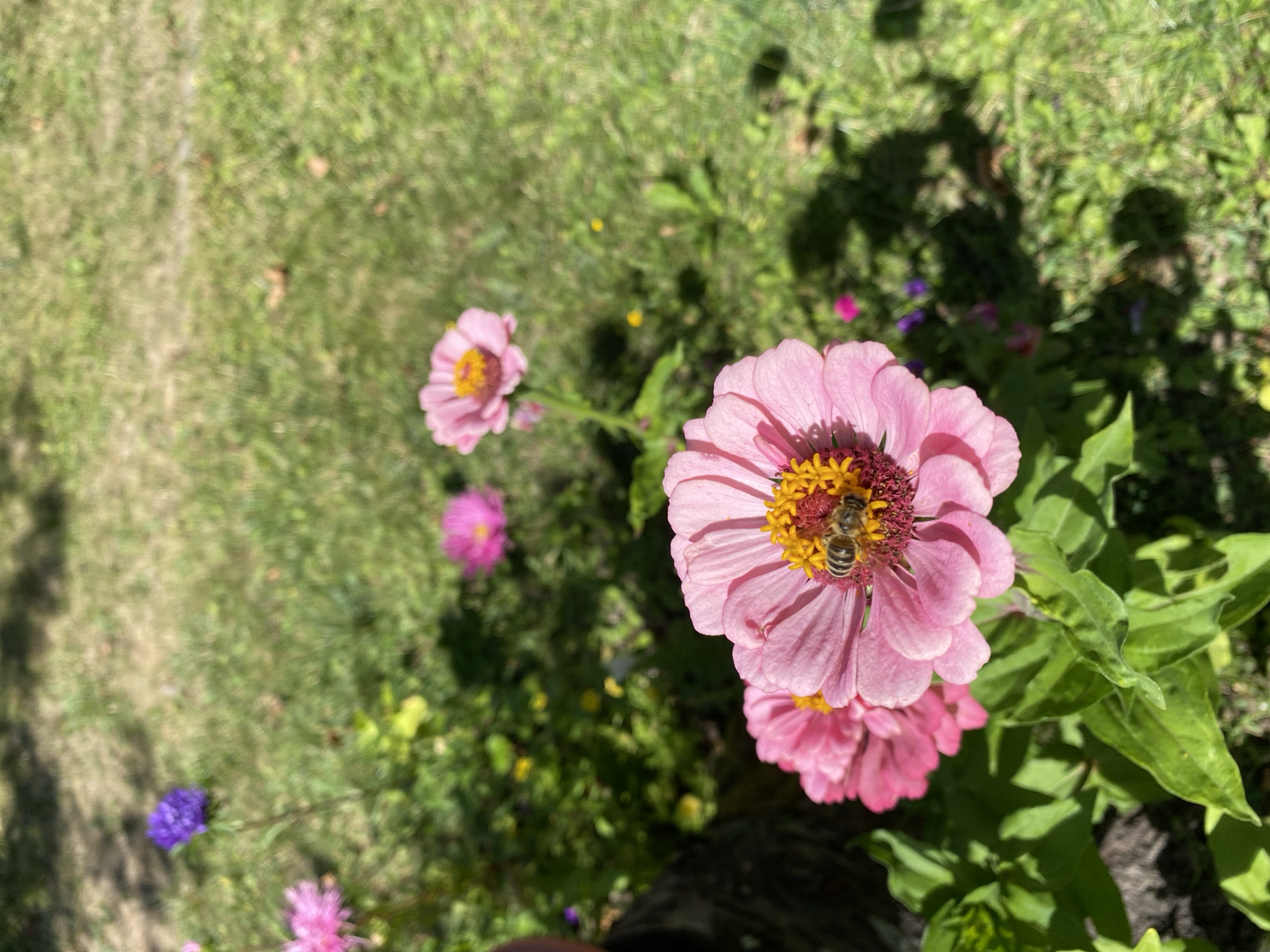 In Flammersfeld, Germany, a close-up shot reveals a honey bee actively collecting pollen from a vibrant pink zinnia flower. The bee, with its striped abdomen and fuzzy body, is positioned in the center of the flower's yellow and red stamens. Two other pink zinnias are visible in the foreground, one slightly out of focus to the left and another to the right, also in bloom. In the background, a patch of green grass stretches out, dappled with sunlight and shadows. A few other colorful flowers, including purple and a brighter pink, are scattered amongst the greenery, adding to the scene's natural beauty.