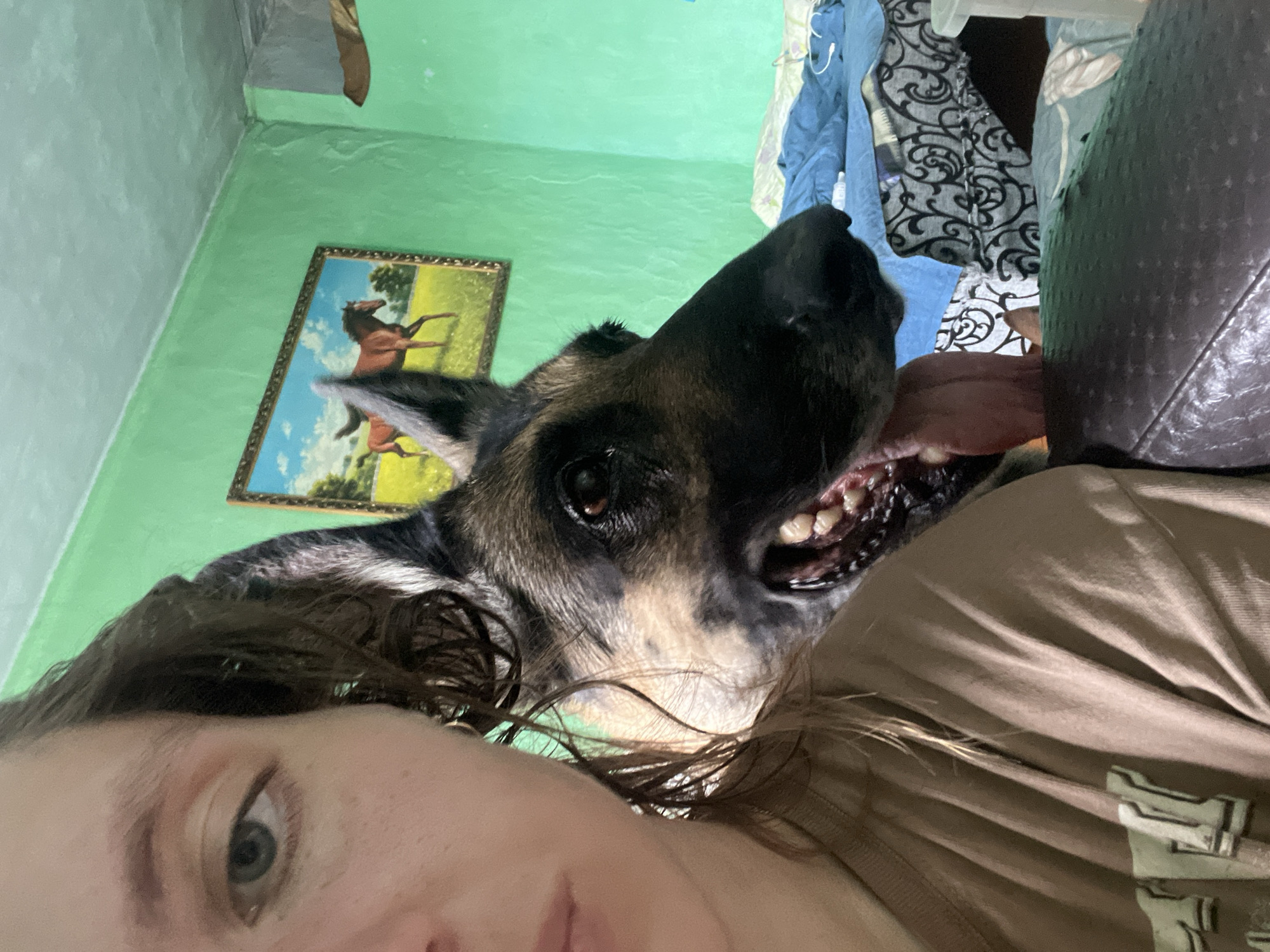 A selfie-style photograph presents a close-up view of a person with a German Shepherd dog. The person, positioned in the lower left, features a partial view of their face, including an eye and some of their hair. The dog dominates the upper center and right, its head angled towards the camera, its mouth slightly open, revealing teeth and tongue.
The background reveals a room with green walls. A framed picture of horses hangs on the wall. The upper right corner displays a glimpse of clothing and what appears to be a dark leather object. The location, Nizhny Tagil, Russia, is provided but not verifiable from the image alone.