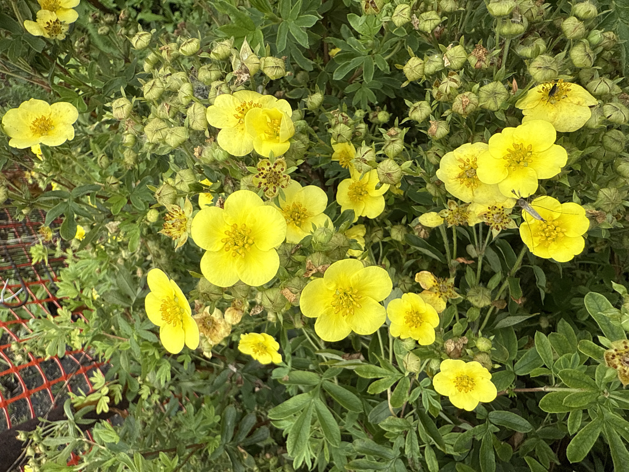 The image shows a close-up of a bush with bright yellow flowers and green leaves, partially obscured by a red mesh fence. Several small insects, possibly flies, are visible on the flowers. The scene appears to be in an outdoor setting, possibly a garden or park. The location is specified as Kamensk-Uralsky, Russia, but no specific landmarks or distinguishing features within the city are visible in the image. The overall impression is of a natural, albeit somewhat untidy, floral display.