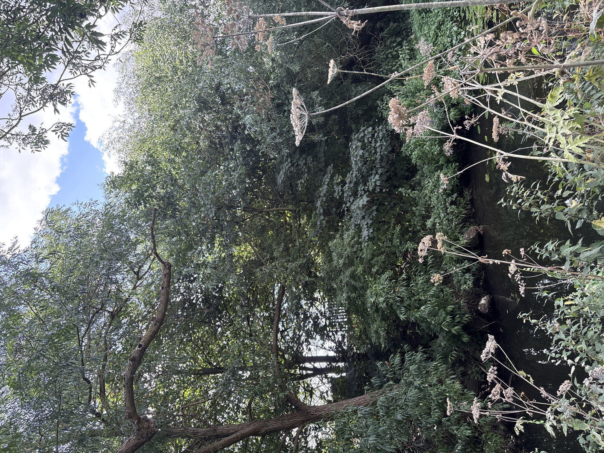 The image depicts a natural scene of dense foliage and a slow-moving body of water, likely a river or canal, in Chelmsford, United Kingdom. The foreground is dominated by tall, dried seed heads of a plant, possibly cow parsley or hogweed, with their intricate, umbrella-like structures. These dried plants are interspersed with greener, leafy vegetation closer to the water's edge.
Behind the foreground plants, a dark, reflective body of water flows gently, with occasional ripples on its surface. Lily pads or other aquatic vegetation are visible floating on the water. The water is bordered by lush, green vegetation, forming a dense undergrowth.
In the background, a profusion of trees creates a rich, green canopy. The trees vary in size and leaf density, with some appearing to be deciduous, their leaves forming a thick screen. The sunlight filters through the leaves, creating dappled light effects and illuminating patches of the sky visible through the branches. The sky is partly cloudy, with white clouds set against a blue backdrop. The overall impression is one of a tranquil, natural environment within or on the outskirts of Chelmsford. No people or man-made structures are visible in this particular frame.