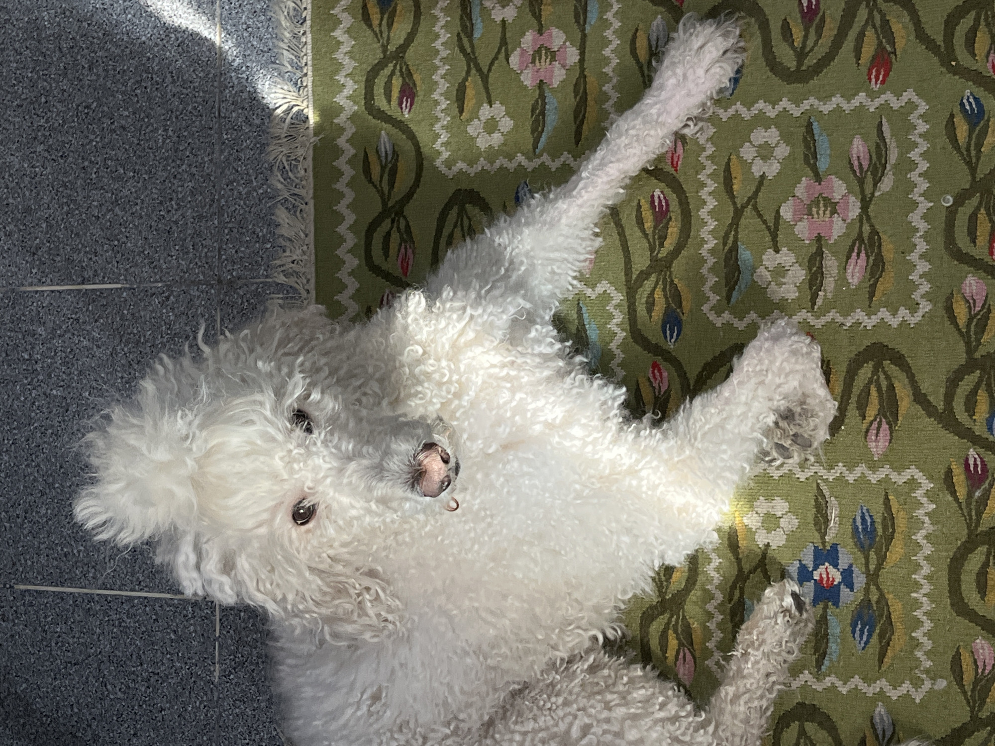 A white, curly-haired dog lies on its back on a patterned green rug, partly extending onto a gray tiled floor. The dog's head is tilted toward the left, with its eyes open and focused. Its pink nose is visible. Sunlight shines on the dog and a portion of the floor.