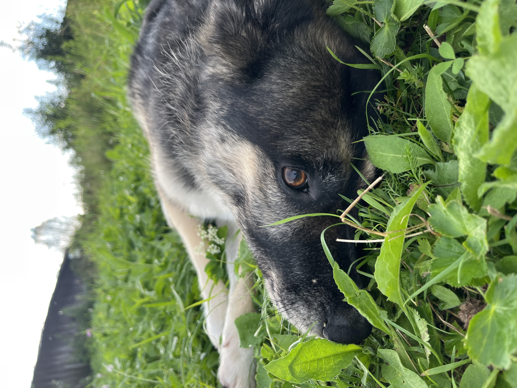 The image depicts a dog lying on lush green grass. The dog, with its grey and brown fur, is positioned in the foreground, with its head resting on the ground. Its eye is clearly visible and appears to be a warm brown color. In the background, out of focus, there is a wooden structure, likely a building, and some trees. The overall setting suggests an outdoor environment, possibly a yard or a field. There is no indication of Nizhny Tagil, Russia, or any specific urban elements in the image.
