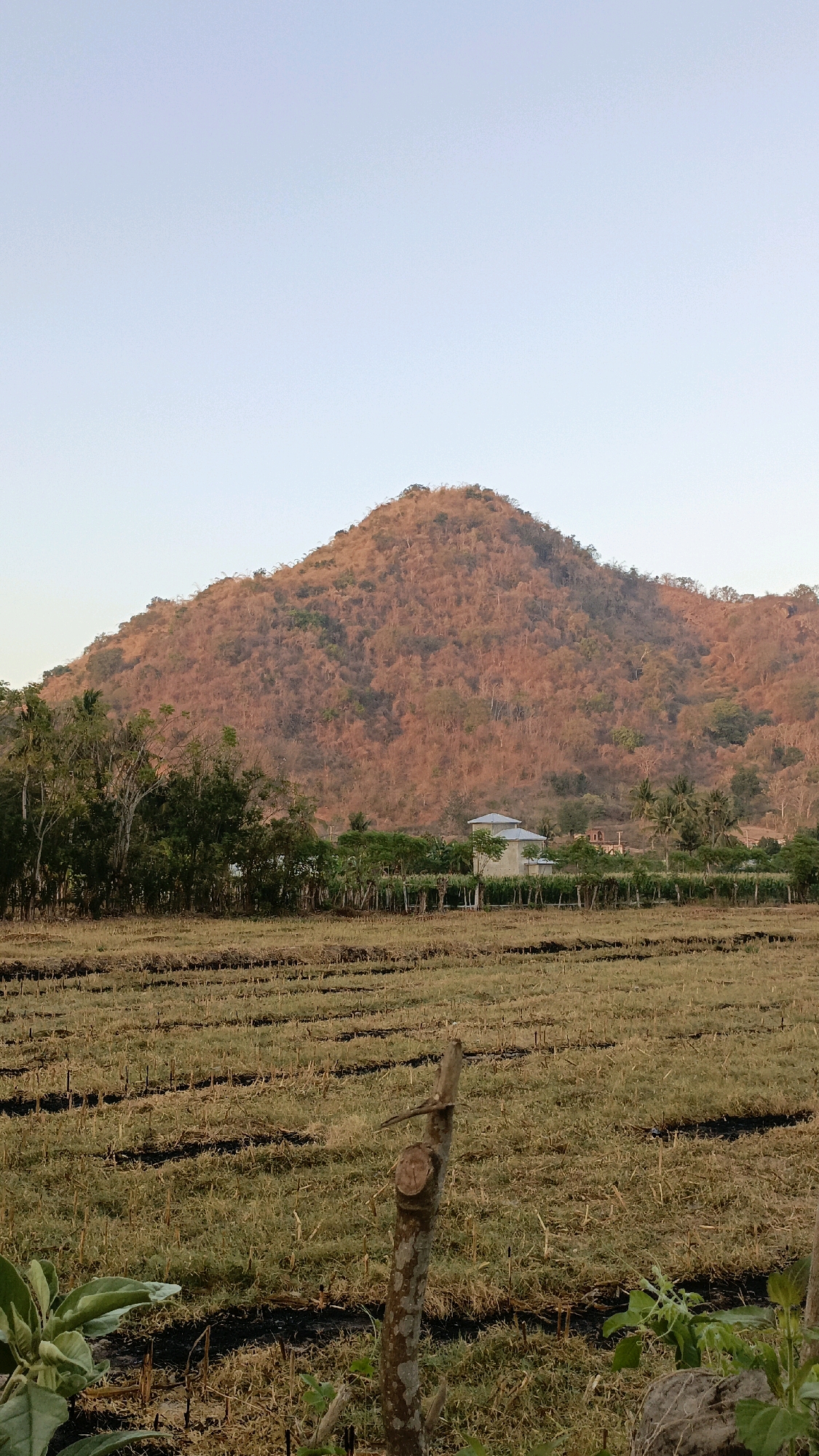 A wide, vertical shot captures a rural landscape with a prominent, dry, reddish-brown mountain dominating the background under a pale blue sky. In the mid-ground, a line of green trees and vegetation separates the mountain from a harvested field. The field in the foreground is covered in dry, yellowish-brown stubble, with dark, tilled rows running horizontally across the image. A rough, cut tree stump stands vertically in the lower center of the frame, with some green foliage visible in the bottom left corner. A light-colored building with a grey roof is partially visible behind the line of trees. The scene suggests a dry season in a rural area, likely Taliwang, Indonesia, characterized by the arid mountain, harvested field, and sparse vegetation.