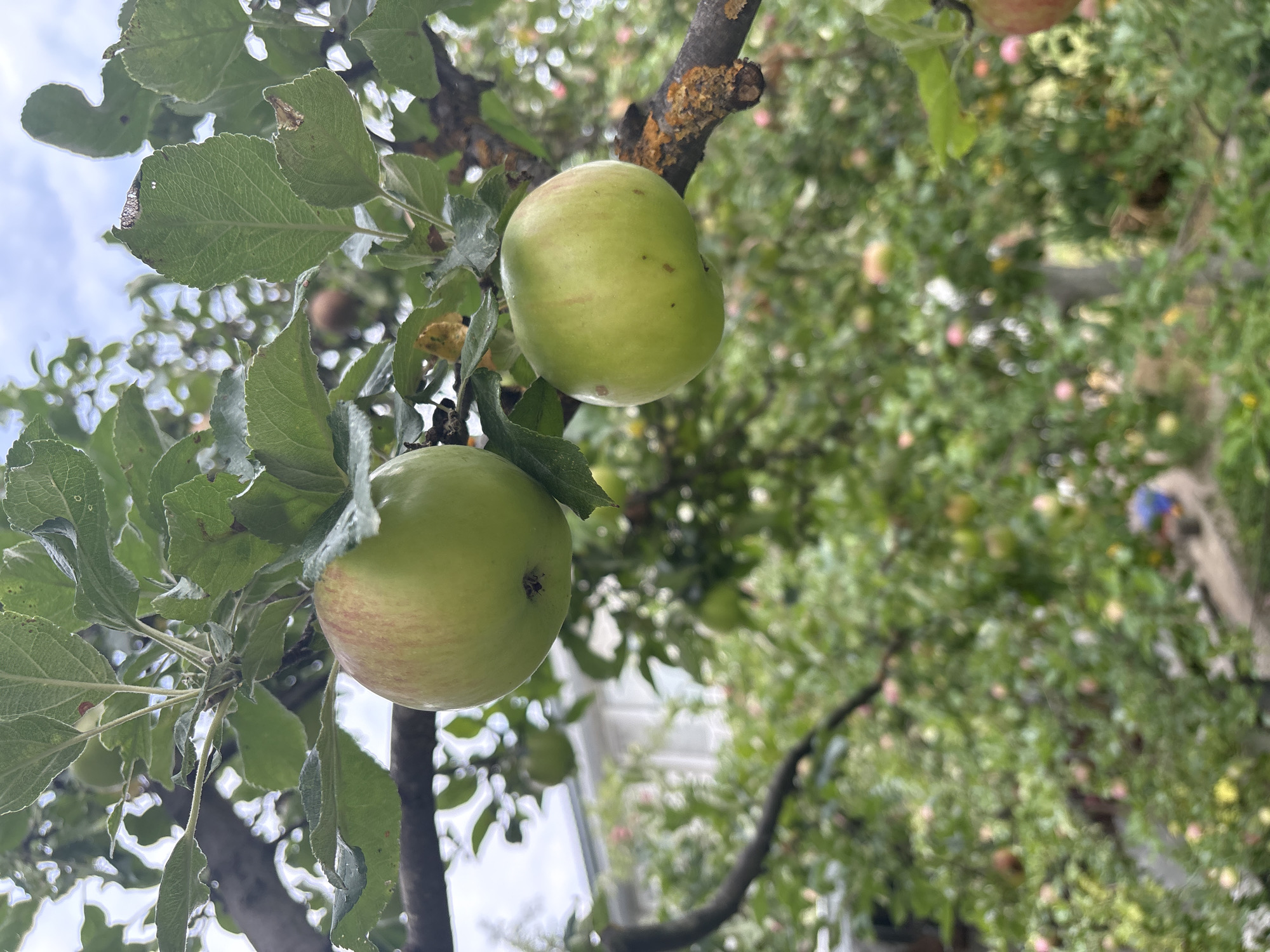Two green apples hang from an apple tree branch, with more apples and green leaves filling the background. The apple tree is in a garden with a building visible behind the foliage. This scene is located in Petrykiv, Ukraine.