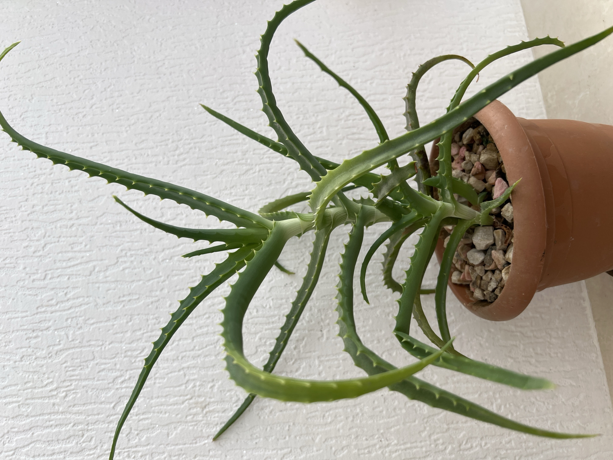 An Aloe Vera plant in a terra cotta pot sits on a light-colored surface in front of a textured white wall. The plant has numerous long, green, succulent leaves with serrated edges. Some leaves are upright and pointed, while others arch and droop. The pot is filled with small, multicolored pebbles as a top dressing. The background is a plain, white, textured wall. The image was taken indoors, likely in a residential setting in Marneuli, Georgia, as per the prompt's geographical information. There are no people or animals visible in the image.