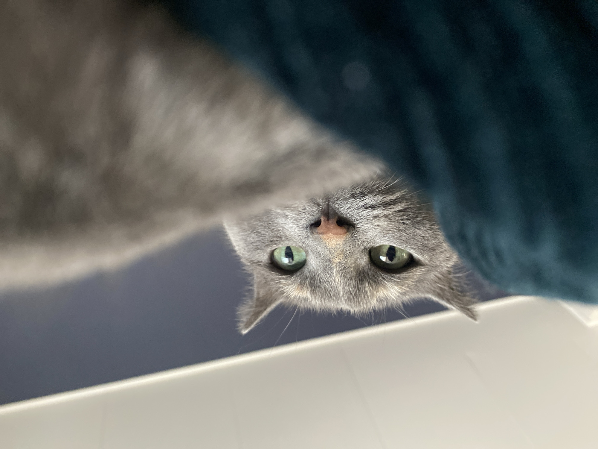 A gray cat with green eyes peers downward, its nose and whiskers clearly visible. The cat is positioned above a white surface, which might be a table or counter. A dark blue or teal-colored material, possibly fabric, is visible behind the cat. The image is taken from a low angle, looking up at the cat. Björklinge, Sweden, cannot be confirmed from this image.