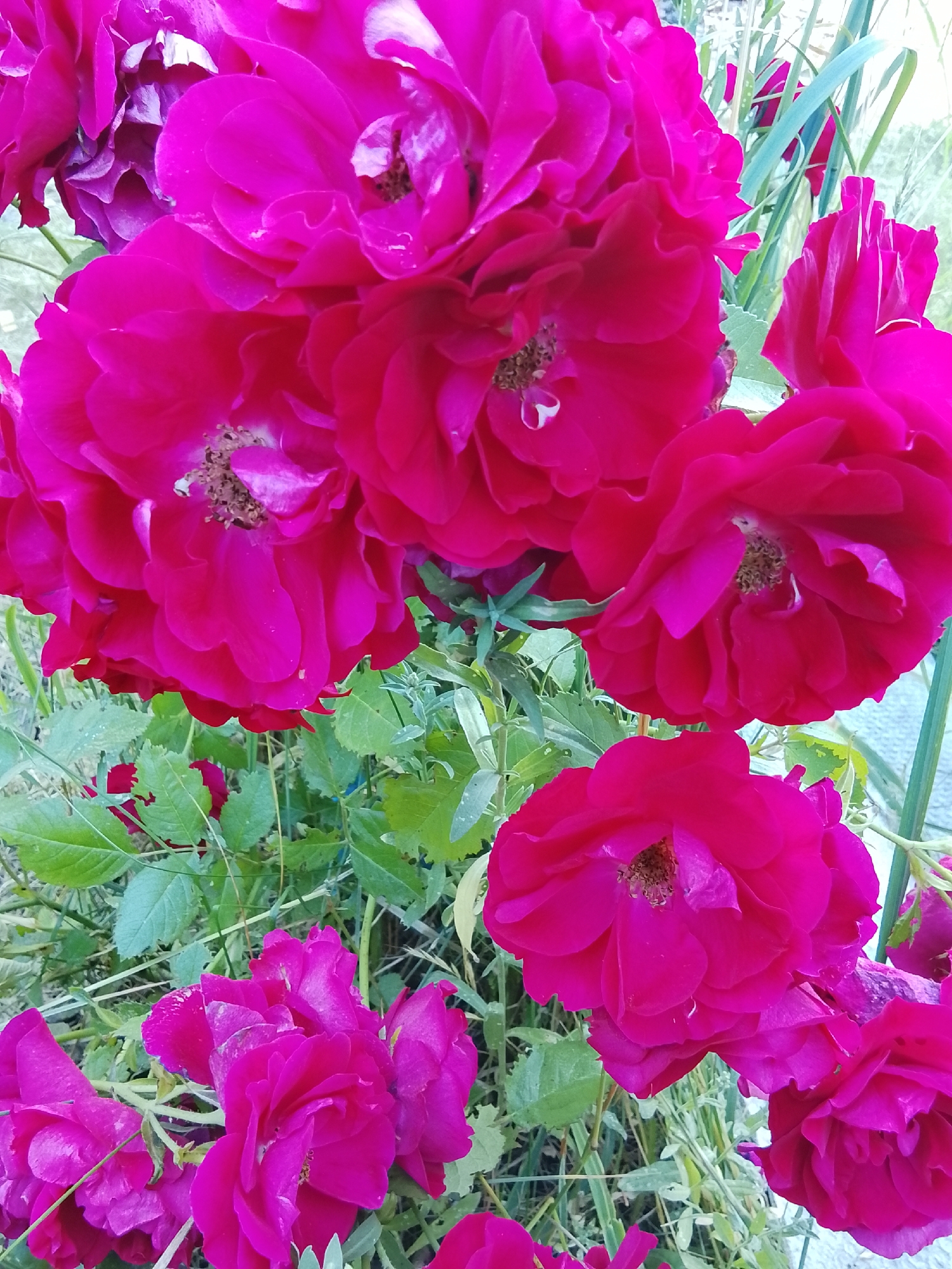A close-up, eye-level, outdoor photograph features a cluster of vibrant fuchsia-colored roses in full bloom. The roses are the primary subject, filling most of the frame with their rich, velvety petals. The flowers exhibit a variety of stages of bloom, from tightly furled buds to fully opened blossoms revealing their stamens. The petals are ruffled and layered, creating depth and texture. Green foliage and thin, grass-like stems are visible interspersed among the roses, suggesting a garden or natural setting. The background is softly blurred, with hints of green and a pale, possibly light blue or gray, sky or distant element. The lighting appears to be natural daylight, highlighting the saturated colors of the roses and casting subtle shadows. There are no people or animals present in the image, and no specific objects or actions are depicted beyond the natural growth of the flowers. The scene is situated in a natural outdoor environment, likely a garden or park, within the Патоцкі сельскі Савет, Belarus.