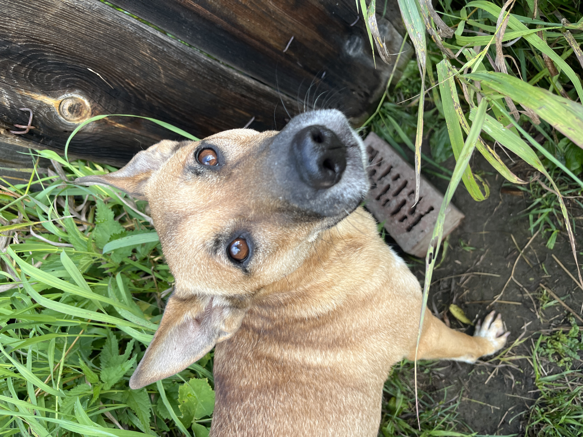 A tan and brown dog with large ears and intelligent brown eyes is looking directly at the camera. The dog is positioned in the lower left quadrant of the frame, facing slightly to the right. Its fur has darker markings on its back. The dog is standing on dark, damp soil covered with green grass and some fallen leaves. To the right of the dog, a weathered, dark wooden fence runs vertically. The fence has visible grain and a knot in its wood. A single, partially obscured red brick lies on the ground near the dog's head. In the background, dense green foliage and tall grass are visible. The scene suggests an outdoor setting, possibly a backyard or a less manicured area within the city of Nizhny Tagil, Russia.