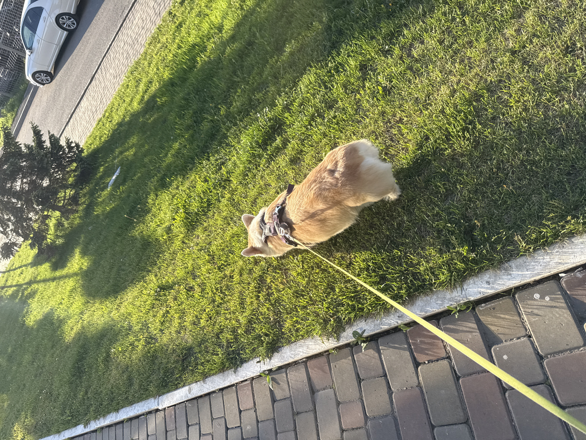 The image, taken from an elevated perspective, captures a light-colored corgi dog on a leash, standing on a lush green lawn. The dog, predominantly tan and cream-colored, is seen from above and slightly behind, looking downwards. It wears a dark harness, from which a yellow leash extends diagonally towards the bottom right, out of frame.
The vibrant green grass is illuminated by strong, warm sunlight, creating distinct, elongated shadows that suggest either early morning or late afternoon. The lawn is bordered on one side by a concrete curb, separating it from a paved pathway constructed of grey and reddish-brown interlocking bricks. Small plants are visible growing along the edge of this curb.
In the background, beyond the grass and pathway, an asphalt road or parking area is visible, with a white sedan parked on its edge. A small, dark evergreen bush or tree is also present on the lawn towards the left side of the frame.
The scene depicts a calm outdoor moment, possibly a dog walk in a park or residential area in Krasnoyarsk, Russia, under clear, sunny weather. No people are visible, and there is no discernible text in the image.
