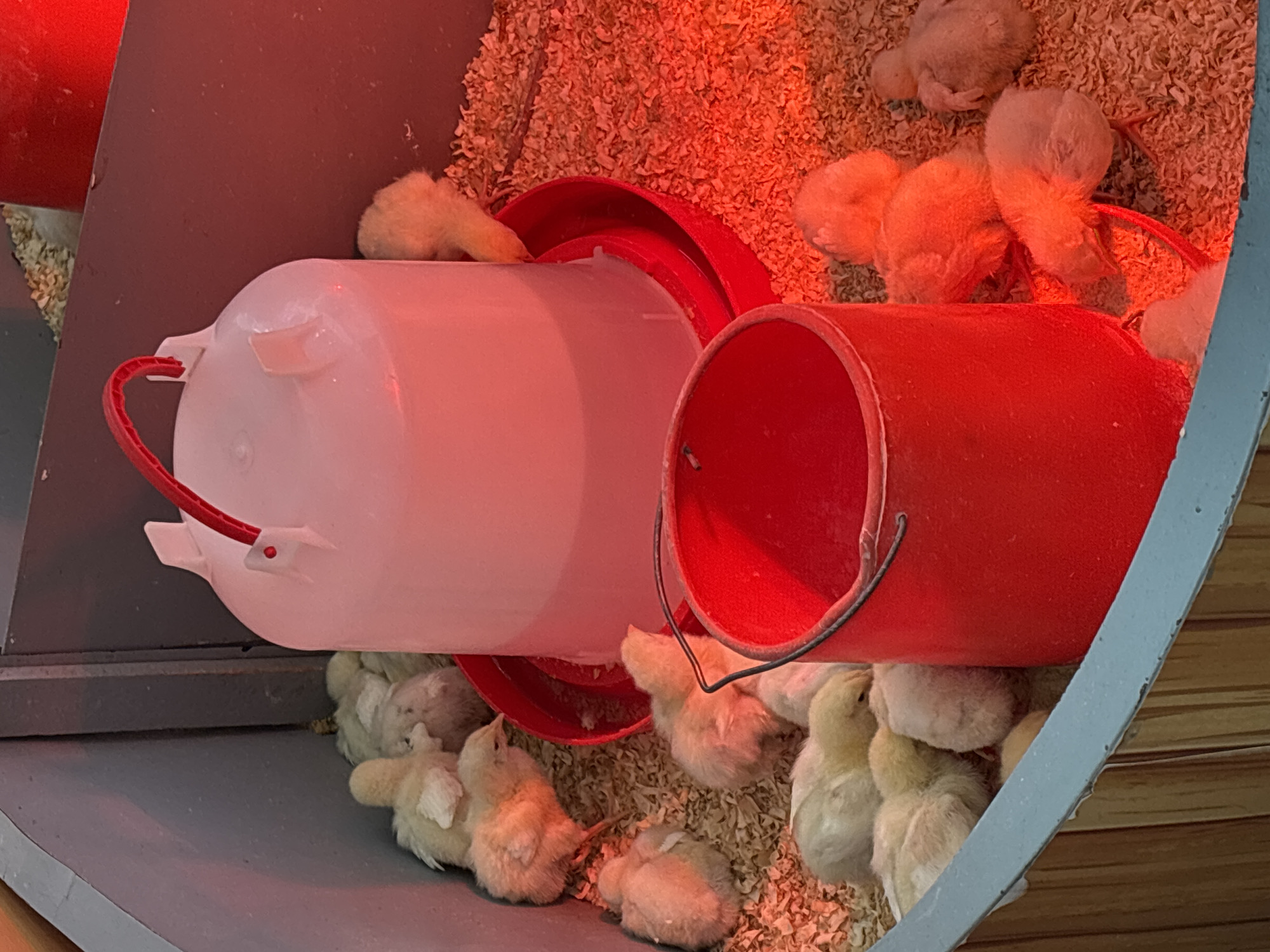 A collection of fluffy, pale yellow chicks are gathered in a small enclosure covered in wood shavings. They are clustered around two water containers: one is white with a red base and handle, and the other is a red bucket with a metal handle. The scene is bathed in red light, likely from a heat lamp. The enclosure is partially constructed from gray metal and light brown wood. The exact location within San Juan de Miraflores, Peru, is not discernible from the visual information provided.