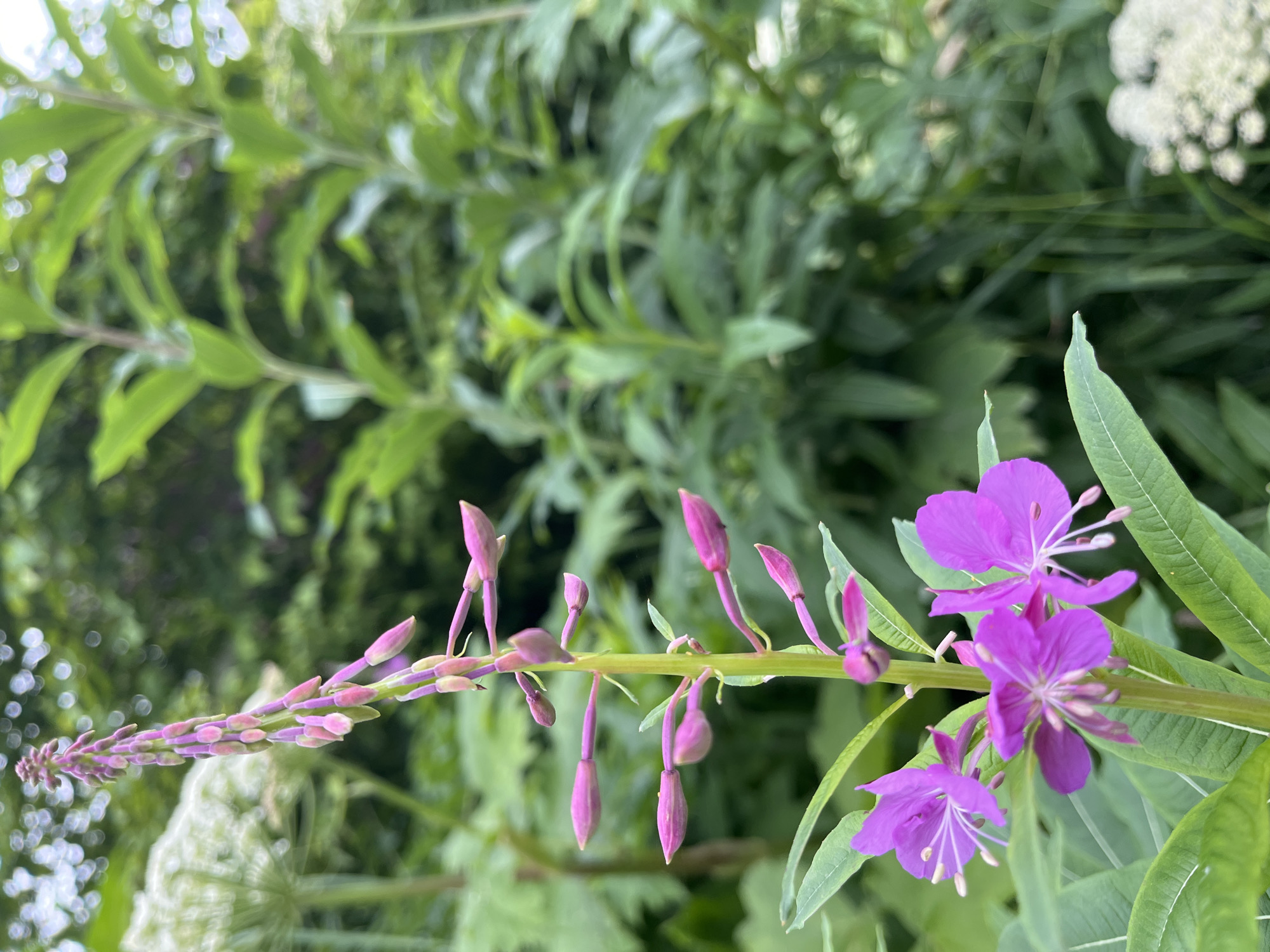 The image captures a close-up view of a blooming Fireweed plant (Chamerion angustifolium) in a lush, green environment. The main subject is the tall, slender stalk of the Fireweed, adorned with numerous bright pink to magenta flowers, some fully open and others still in bud formation. The flowers are characterized by their delicate petals and prominent stamens. The plant's long, lance-shaped green leaves are visible along the stalk.
In the background, a soft focus reveals more greenery, suggesting a natural setting like a garden or a meadow. To the left and right, out-of-focus white, umbel-shaped flowers, possibly Queen Anne's Lace or a similar wildflower, can be seen. The lighting appears to be natural daylight, creating soft shadows and highlighting the vibrant colors of the flowers.
The scene is devoid of any human presence or activity, focusing solely on the botanical elements. The overall impression is one of natural beauty and growth within a temperate climate. Without further information or context, it is impossible to definitively link this specific image to Petropavlovsk-Kamchatsky, Russia, as it depicts a common wildflower found in many regions with similar environmental conditions.