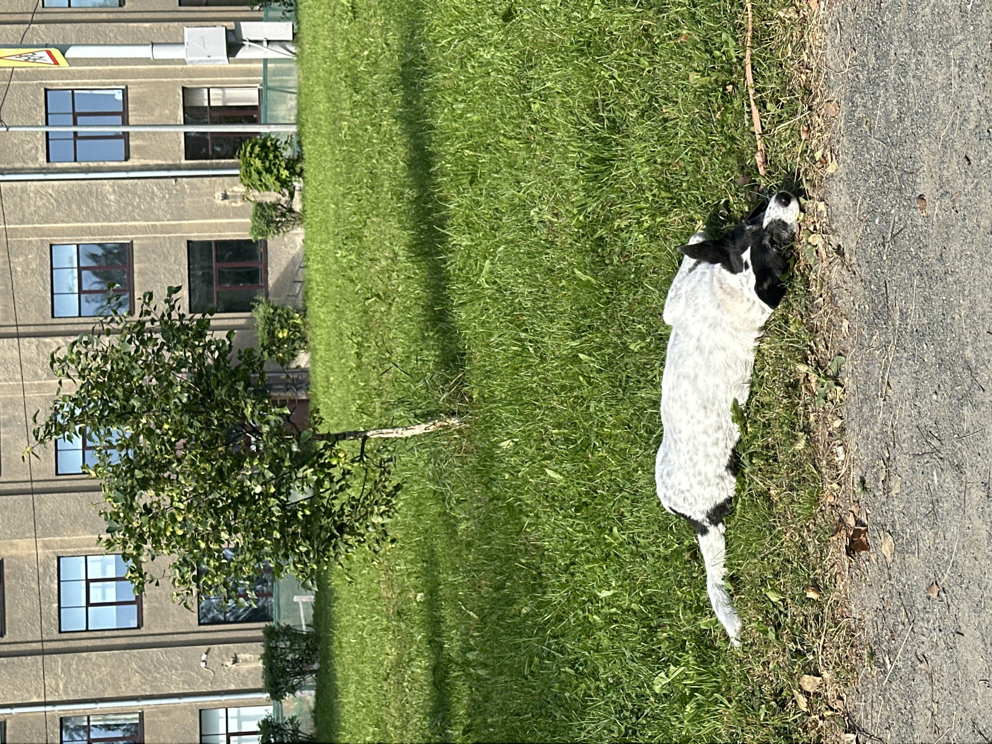 A medium-sized dog, predominantly white with black markings on its face and back, is lying on its side in a patch of green grass. The dog appears to be sleeping or resting. Behind the dog, a small, leafy tree stands in the grass. In the background, a tan, multi-story building with numerous windows is visible, suggesting an urban or institutional setting. The ground in the foreground is a mix of gravel and dried leaves. This scene appears to be in an outdoor area in the city of Petrozavodsk, Russia.
