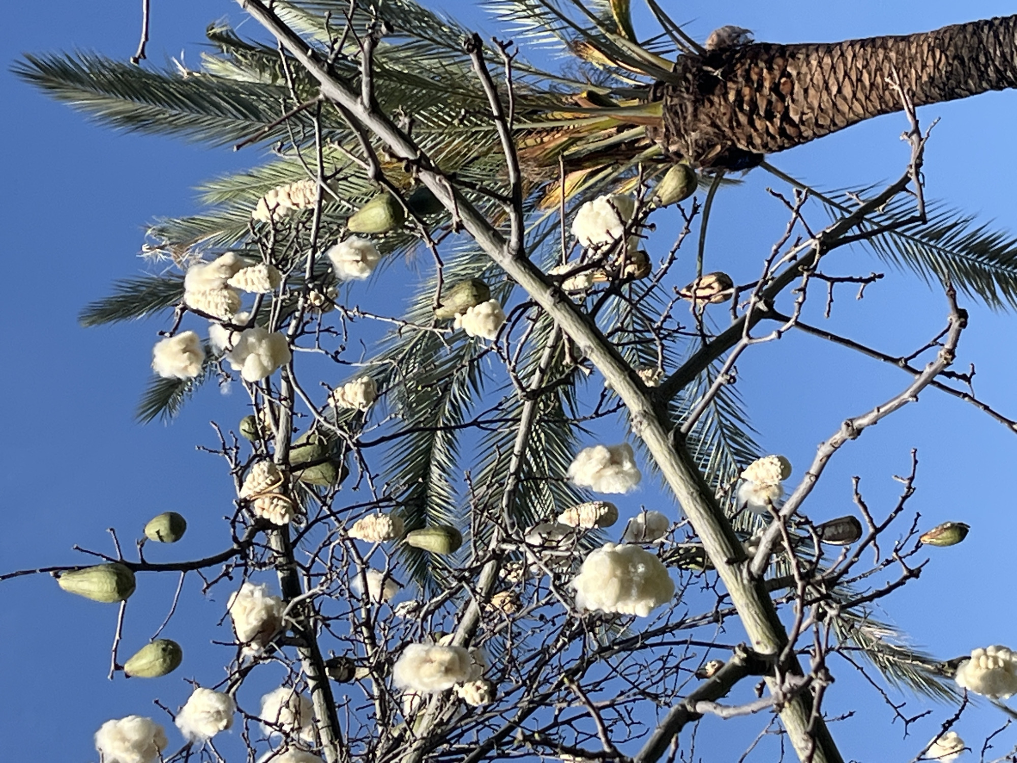 An upward-angled shot captures a clear blue sky interspersed with two distinct types of trees. In the upper right and background, the textured, brown trunk and green fronds of a palm tree are visible. Dominating the mid-ground and foreground are the intricate, bare branches of a deciduous tree.
This bare-branched tree features numerous elongated, light green, pear-shaped seed pods hanging from its branches. Many of these pods have burst open, releasing copious amounts of fluffy, white, cotton-like material, which clings to the branches and drifts in the air, creating a soft, cloud-like appearance. Other pods remain closed. The starkness of the dark, gnarled branches against the bright blue sky provides a strong visual contrast with the soft, white fibers and the green pods.
The scene depicts a bright, sunny day with a cloudless sky. There is no visible human activity or text. The combination of the palm tree and the specific characteristics of the second tree, particularly the cotton-like seed pods, suggests a warm, possibly Mediterranean, climate, consistent with the provided context of Barcelona, Spain.