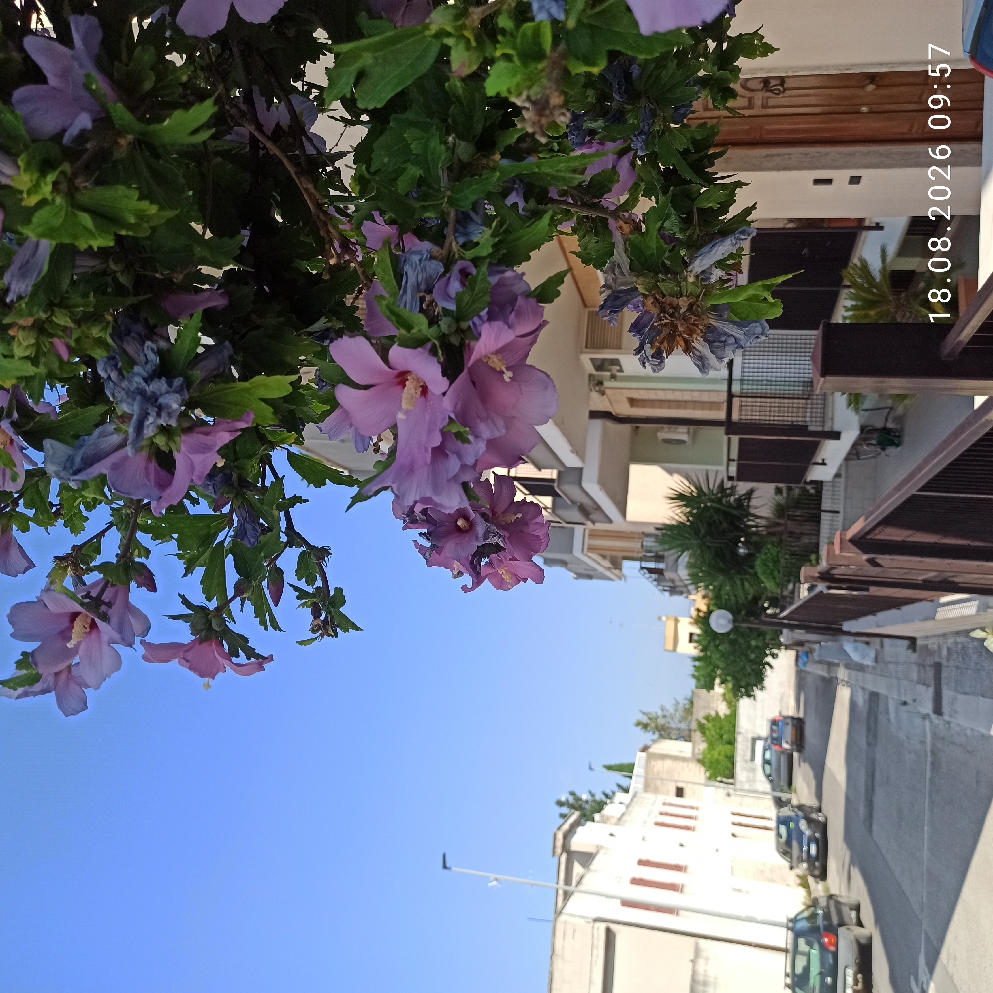 The image shows a street scene in Bitonto, Italy, on August 18, 2026, at 09:57. In the foreground, a branch of a flowering plant with purple and pink blossoms hangs over the street. The blossoms are in various stages of bloom, with some appearing wilted.
The street is paved with asphalt and appears to be lined with residential buildings on both sides. On the left side of the street, there is a light-colored building with several windows. On the right side, there are multi-story buildings with balconies and wooden doors. Fences and railings are visible along the sidewalks.
Several cars are parked or driving on the street. In the background, trees and other vegetation can be seen. The sky is clear and blue. The image captures a typical residential street in a European city, with a focus on the flowering plant in the foreground.