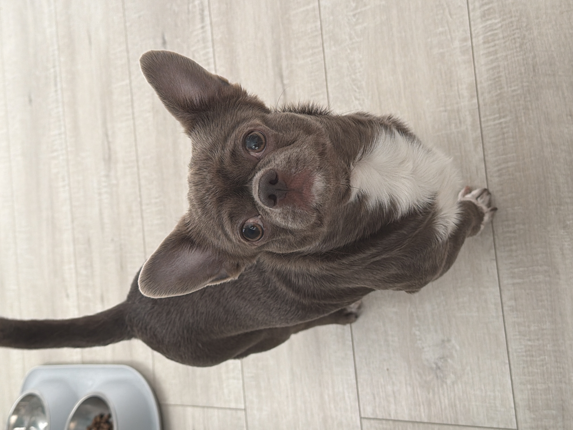 A grey and white Chihuahua dog is positioned in the center of the frame, gazing upwards toward the camera. The dog stands on a light-colored, wooden-plank floor. A grey, twin-bowl food dish, containing dry food, is visible in the lower left corner of the image. The background provides no indication of Votkinsk, Russia.