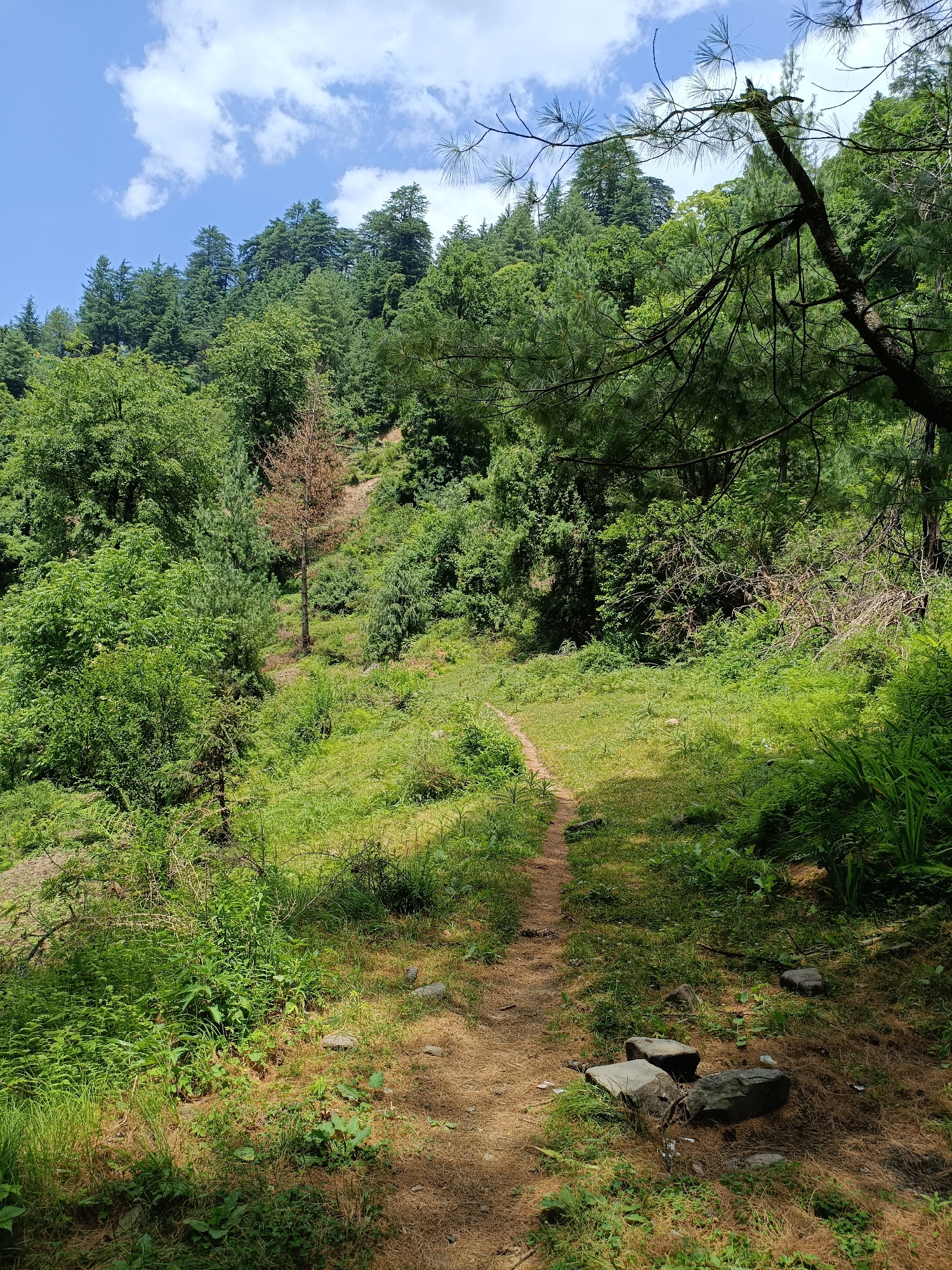 The image depicts a narrow, winding dirt path leading through a lush, green forest on a hillside. The path is covered with fallen pine needles. The surrounding vegetation is dense with various shades of green trees and foliage, including pine trees and deciduous trees. Sunlight dapples through the canopy, creating patches of light and shadow on the path and ground. In the background, the hillside rises, covered in more trees and a clear blue sky with scattered white clouds. There are a few scattered rocks along the path. The scene appears to be a natural outdoor environment, likely a hiking trail in a mountainous region. The location of Sarsai, India, is mentioned, but the image itself does not contain any specific visual cues to confirm this location beyond the general appearance of a temperate or subtropical forest. There are no people, animals, or structures visible in the image.