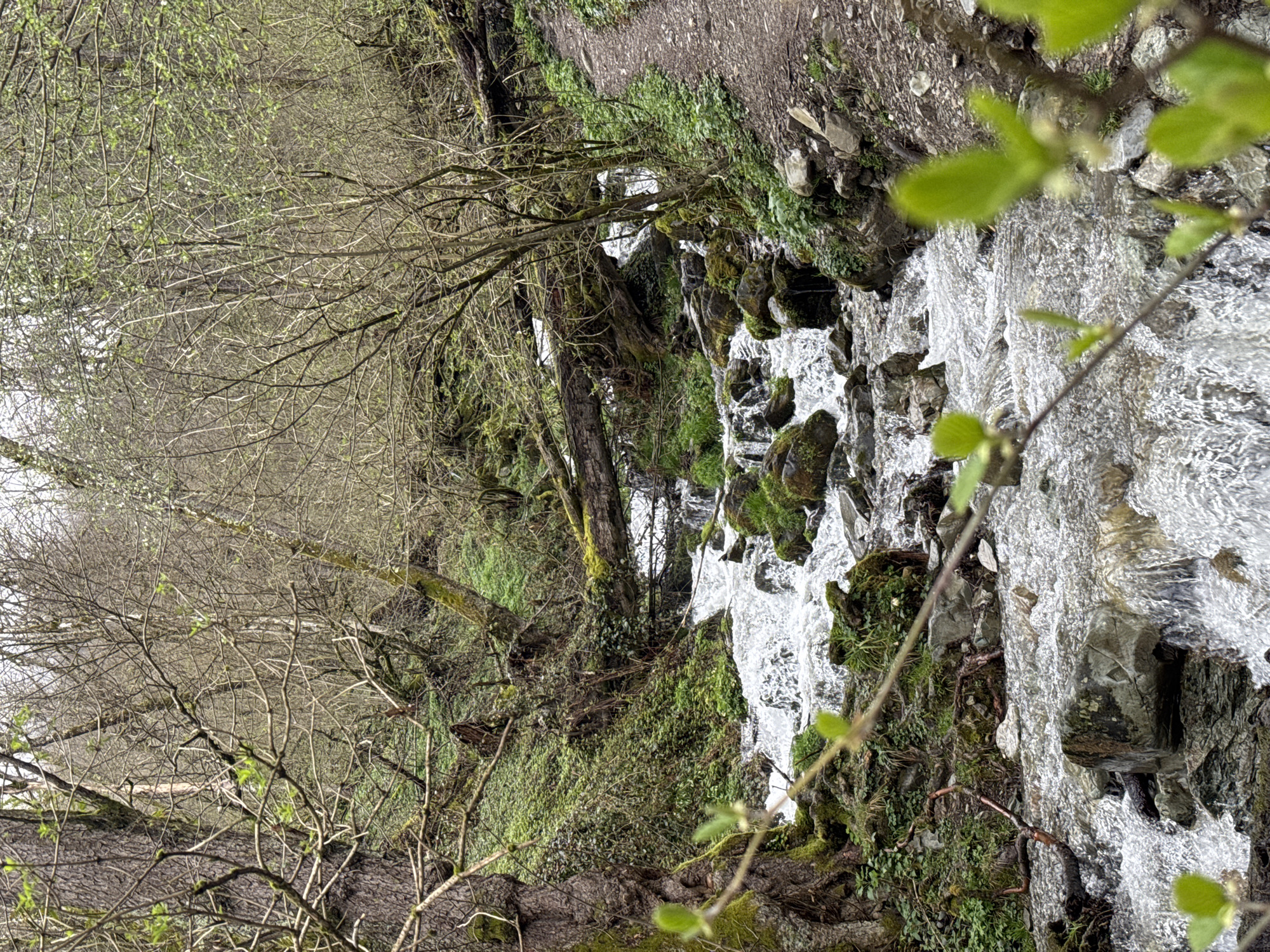 The image depicts a rocky stream cascading down a slope in a forested area, possibly located near Krasnaya Polyana, Russia. Water rushes over moss-covered rocks and stones, creating small rapids. Bare trees with nascent leaves line the stream's edge on the left, while a dirt path runs parallel along the top right. Foreground branches with budding leaves are visible on the right.