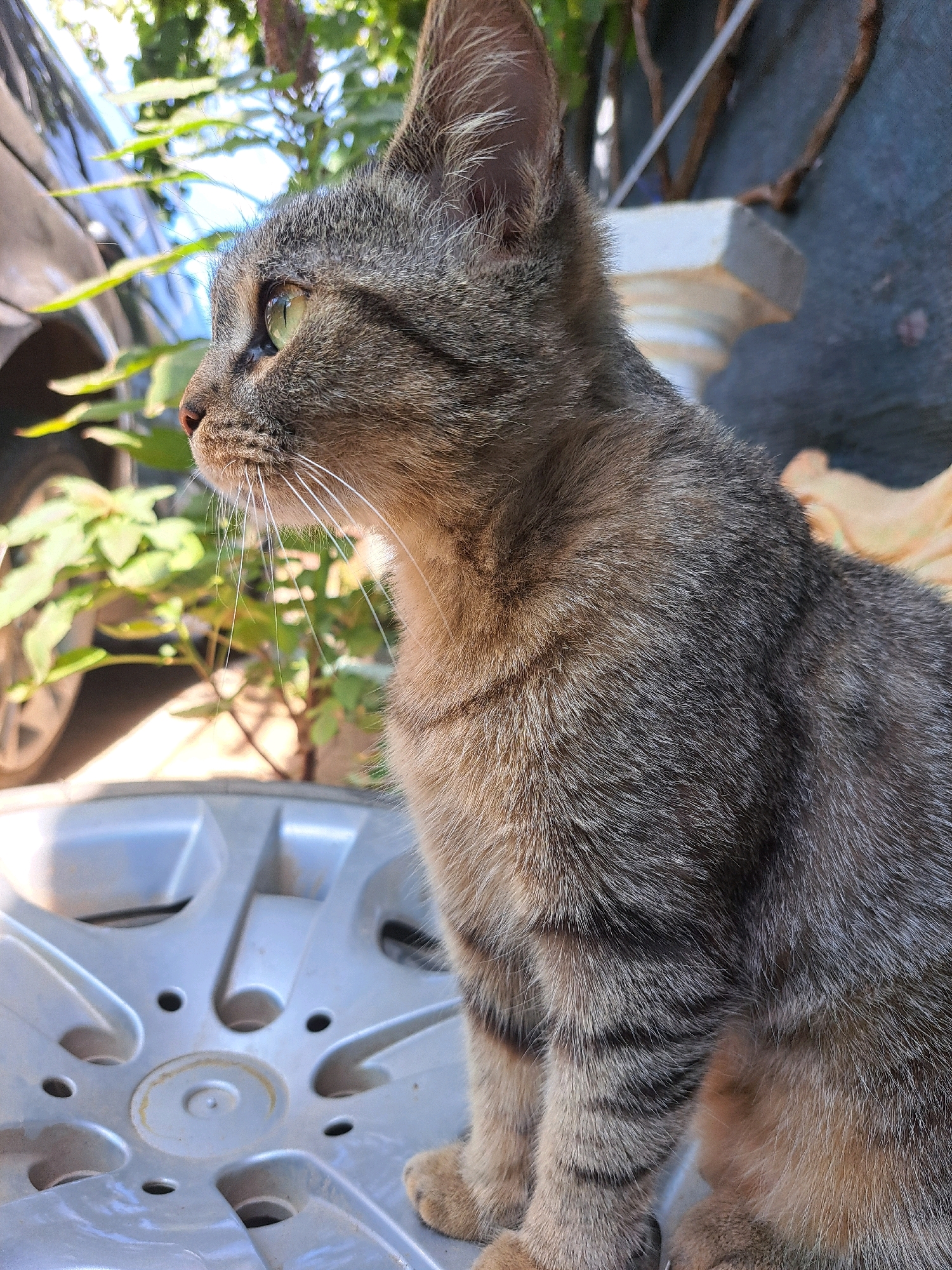 A medium shot shows a tabby cat from the chest up, facing left, in an outdoor setting. The cat's fur is a mix of gray, brown, and black stripes. Its eyes are green. The cat is sitting on a silver hubcap. In the background, out of focus, are green leaves, a car tire, and a blue-gray surface. The scene appears to be in Vypasne, Ukraine.