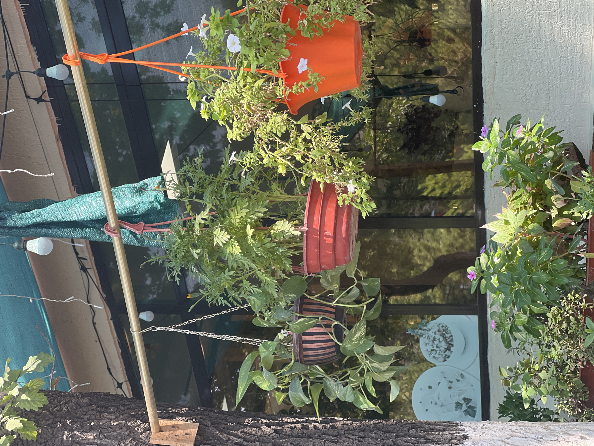The image depicts an outdoor scene, likely a cafe or restaurant patio, with various potted plants and decorative elements. A tree trunk, partially painted white at its base, stands on the left. Suspended from a horizontal metal bar are several hanging planters. One planter, with a striped brown design, holds a trailing vine with green and yellow variegated leaves. Next to it, a red planter contains a plant with green foliage and small yellow flowers. Further to the right, an orange planter overflows with a green plant featuring delicate white flowers. Below these hanging baskets, a row of smaller potted plants with green leaves and some with purple flowers are arranged on a ledge against a textured white wall. Large windows, reflecting trees and the sky, form the backdrop. Decorative string lights hang above the metal bar, along with a teal fabric screen. Two white plates with etched designs are visible through the window. The overall impression is one of a decorated outdoor seating area.