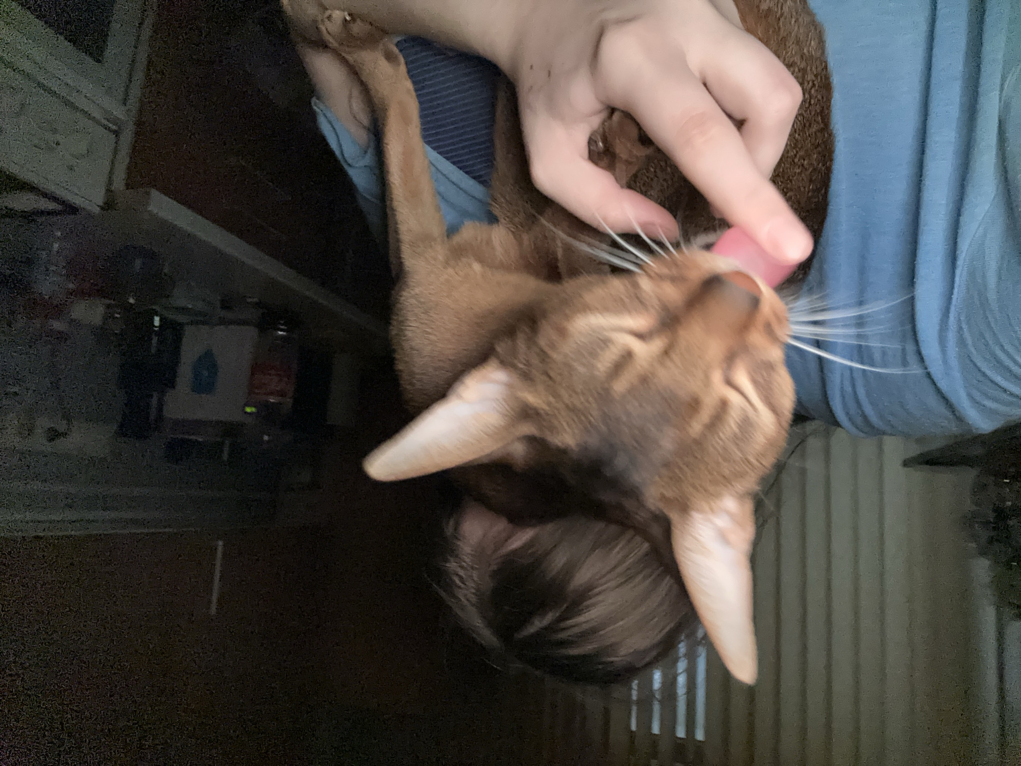 A close-up, rotated image depicts a person holding a ruddy Abyssinian cat. The person has fair skin and is wearing a blue shirt. The cat is lying in the person's arms, with its eyes closed and tongue extended, licking the person's finger. The cat's fur is a reddish-brown color. A section of brown hair is visible below the cat's head. The background is blurred, but appears to be a room with furniture. The location is unspecified.