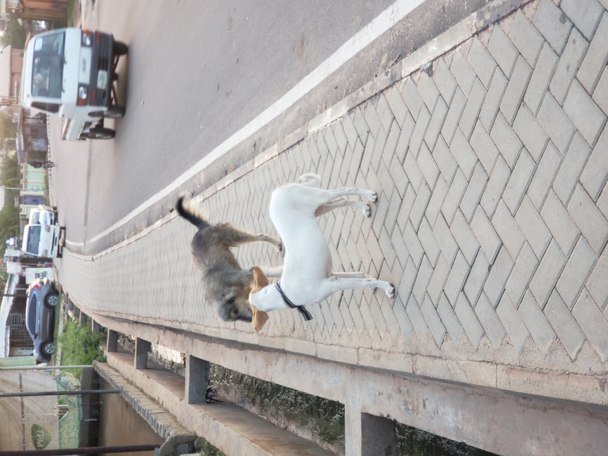 In Narayi, Nigeria, two dogs are on a paved walkway adjacent to a drainage ditch. One dog, a grey and brown mix, stands near the edge of the ditch, looking down. The other dog, white with a black collar, is facing the grey dog. The walkway is made of interlocking pavers laid in a herringbone pattern. In the background, a white mini-truck drives on the road, and a grey SUV is parked near some buildings. The scene appears to be an outdoor urban environment.