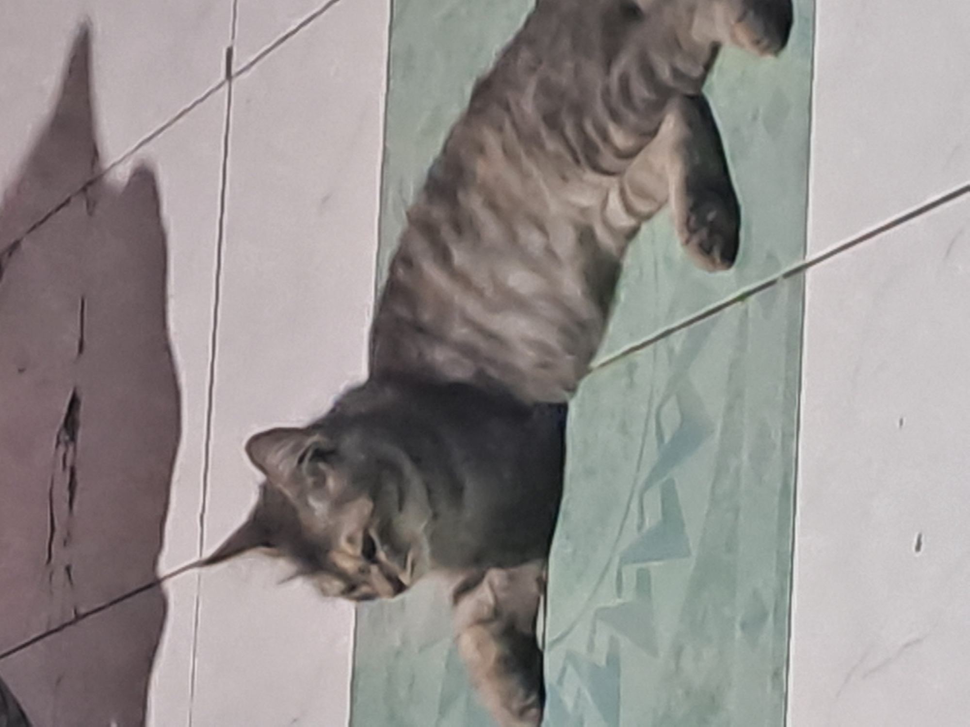 A tabby cat is lying on a light green mat that is placed on a tiled floor. The cat is facing left, with its body extended and its front paws forward. The cat's fur is a mix of gray and brown stripes. The tiled floor is white with faint grey lines. In the background, a shadow is cast on the wall and floor. The scene appears to be outdoors, possibly on a patio or in a yard. The image was taken in Sumberejo, Indonesia.
