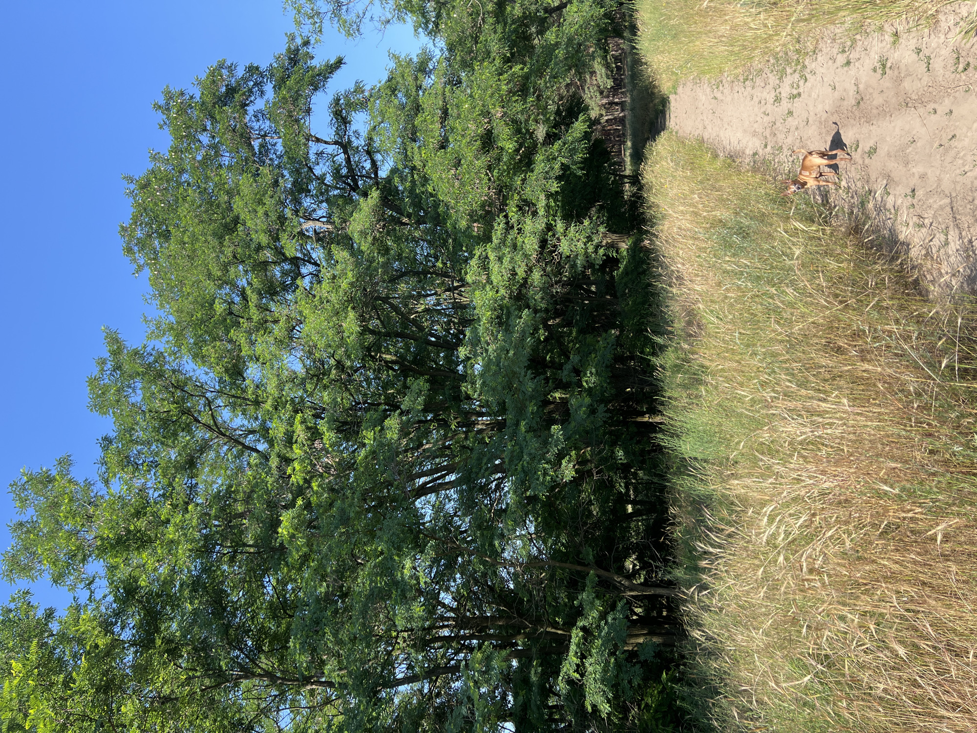 A small, light brown dog with pointy ears stands on a dirt path, looking towards the camera. The path is surrounded by tall, dry grass and leads into a dense forest of green trees. The sky above is clear and blue.