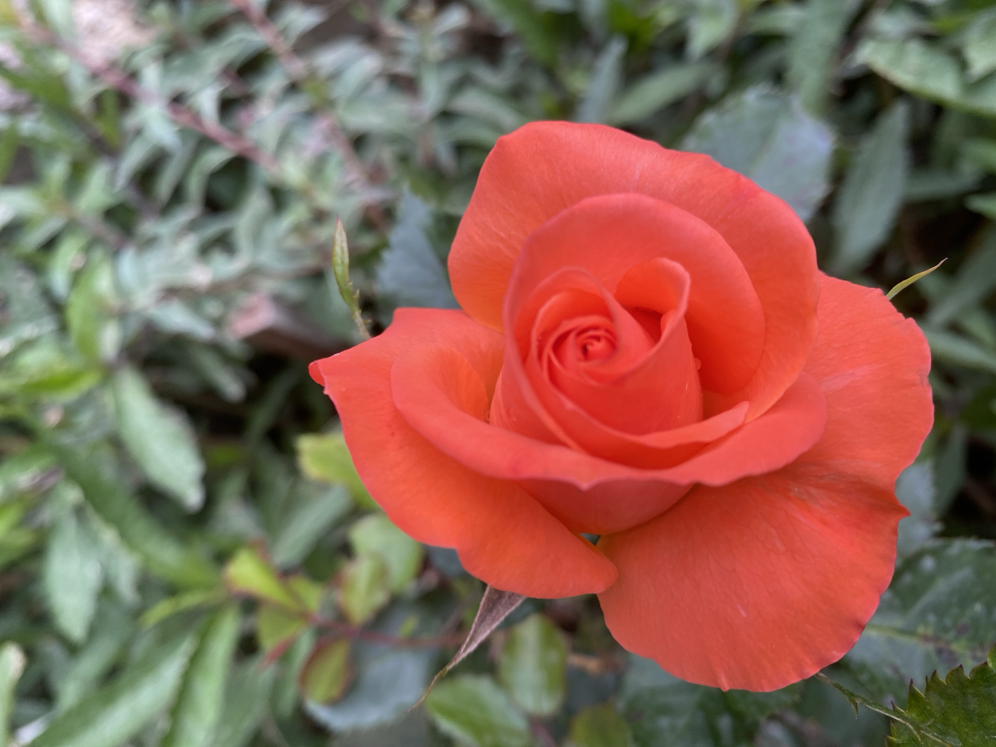The image shows a close-up of an orange rose in full bloom. The petals are tightly spiraled in the center, gradually opening outwards. The background is a blur of green foliage. The image was likely taken outdoors in natural light, possibly in a garden or park. The location in the city of Alanya, Turkey, cannot be determined from the image alone.