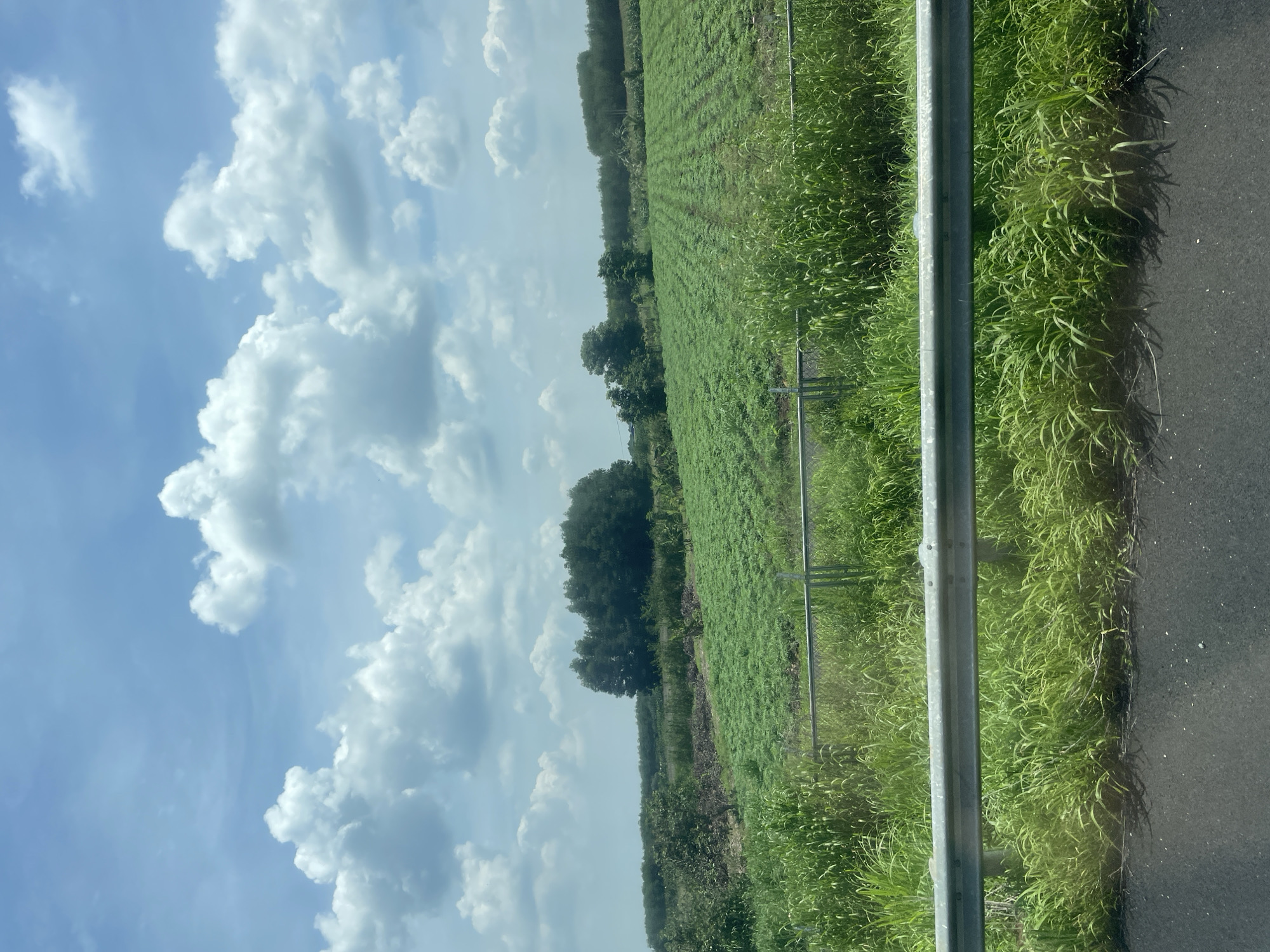 The image depicts a rural landscape under a partly cloudy sky. In the foreground, a metal guardrail runs horizontally across the frame, with lush green grass and vegetation growing on both sides and behind it. Beyond the guardrail, a vast field of green crops stretches towards the horizon. In the middle ground, a dense cluster of trees forms a dark green line. Further in the distance, more trees and vegetation are visible, suggesting a rural or agricultural setting. The sky is a bright blue with scattered white, fluffy clouds. The overall scene is one of natural beauty and agricultural activity. The location is identified as Dau Giay, Vietnam, which is a city in Dong Nai Province, known for its agricultural land.