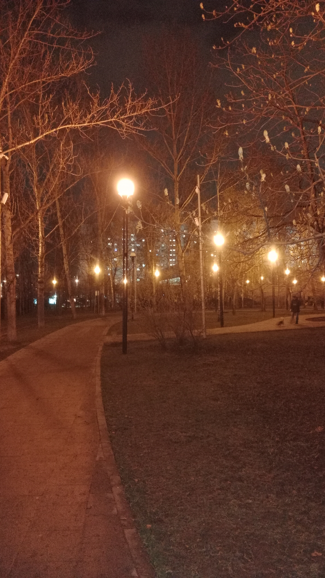 The image depicts a tranquil nighttime scene within an urban park, likely in Moscow, Russia. A wide, paved pathway curves gently from the bottom center towards the left, illuminated by a series of bright, spherical streetlights that cast a warm, yellowish glow across the scene. The ground adjacent to the path is covered in grass, appearing dark green and brown under the artificial light.
Numerous trees with bare, intricate branches frame the path, their forms silhouetted against the dark sky. Some trees display small, light-colored buds or growths on their branches, suggesting either early spring or late autumn. In the mid-ground, the path continues into the distance, flanked by more trees and streetlights. To the far right, a person is visible walking along a path, accompanied by a small, lighter-colored shape near their feet, possibly a small dog or a bright reflection.
In the background, beyond the trees, the illuminated windows of multi-story apartment buildings confirm the urban setting. The artificial lighting is the dominant source of illumination, creating a peaceful and somewhat ethereal atmosphere. The sky is dark and clear, without any visible clouds or precipitation. There is no discernable text in the image. The overall impression is one of quiet solitude in a well-lit public space after dusk.
