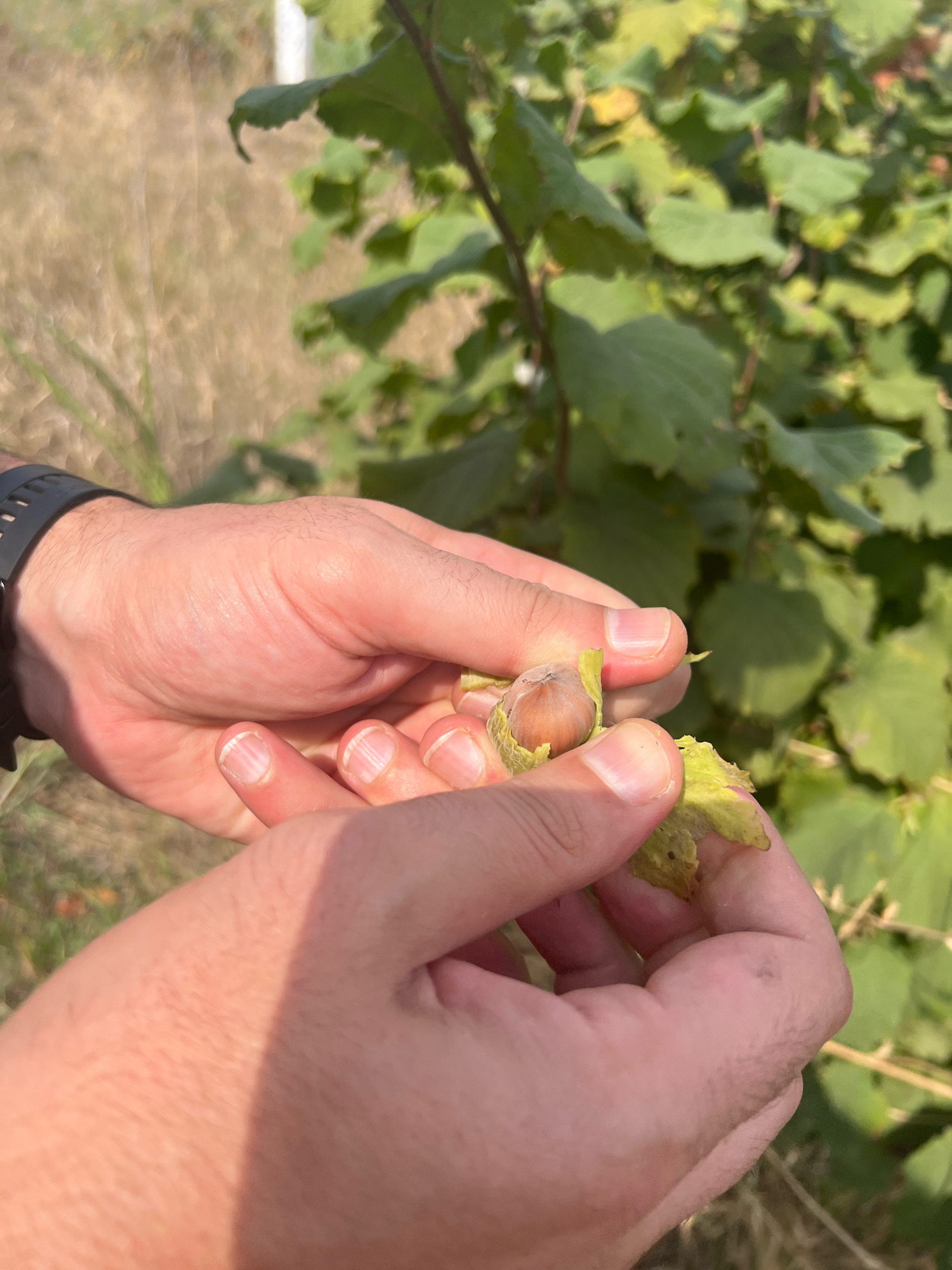 An individual's hands are holding a hazelnut, partially extracted from its husk, with a hazelnut tree and dry grass in the background. The scene is outdoors, likely in Langi, Azerbaijan, given the context. The individual wears a black watch on their left wrist. The hazelnut is brown and round, with a green husk that is partially peeled away. The hands are light-skinned with visible veins and fingernails. The background consists of green leaves of the hazelnut tree, interspersed with dry, yellowish grass and foliage. The lighting suggests it is daytime, with a shadow cast across the right hand.