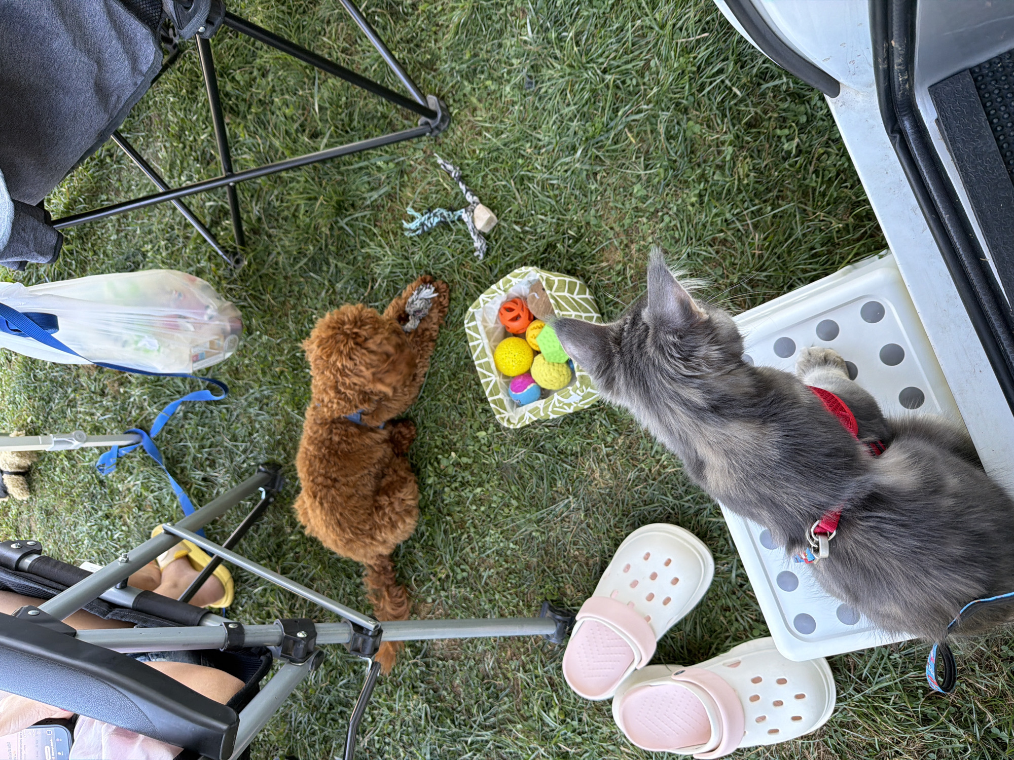 The image shows a group of pets and people outdoors on a grassy area. A small, fluffy brown dog lies on the grass, gnawing on a toy. A Maine Coon cat, wearing a red harness and leash, sits on a white plastic step, looking towards the right of the frame. In the background, two camping chairs are set up, one with a person's legs visible wearing yellow sandals. A white plastic bag filled with various items hangs from one of the chairs. A basket filled with colorful pet toys is placed on the grass between the dog and the cat. Several pairs of white and pink Crocs are also visible on the grass near the cat. The environment appears to be a park or a backyard. The specific location in Sarnitsa, Bulgaria, is not evident from the image itself.