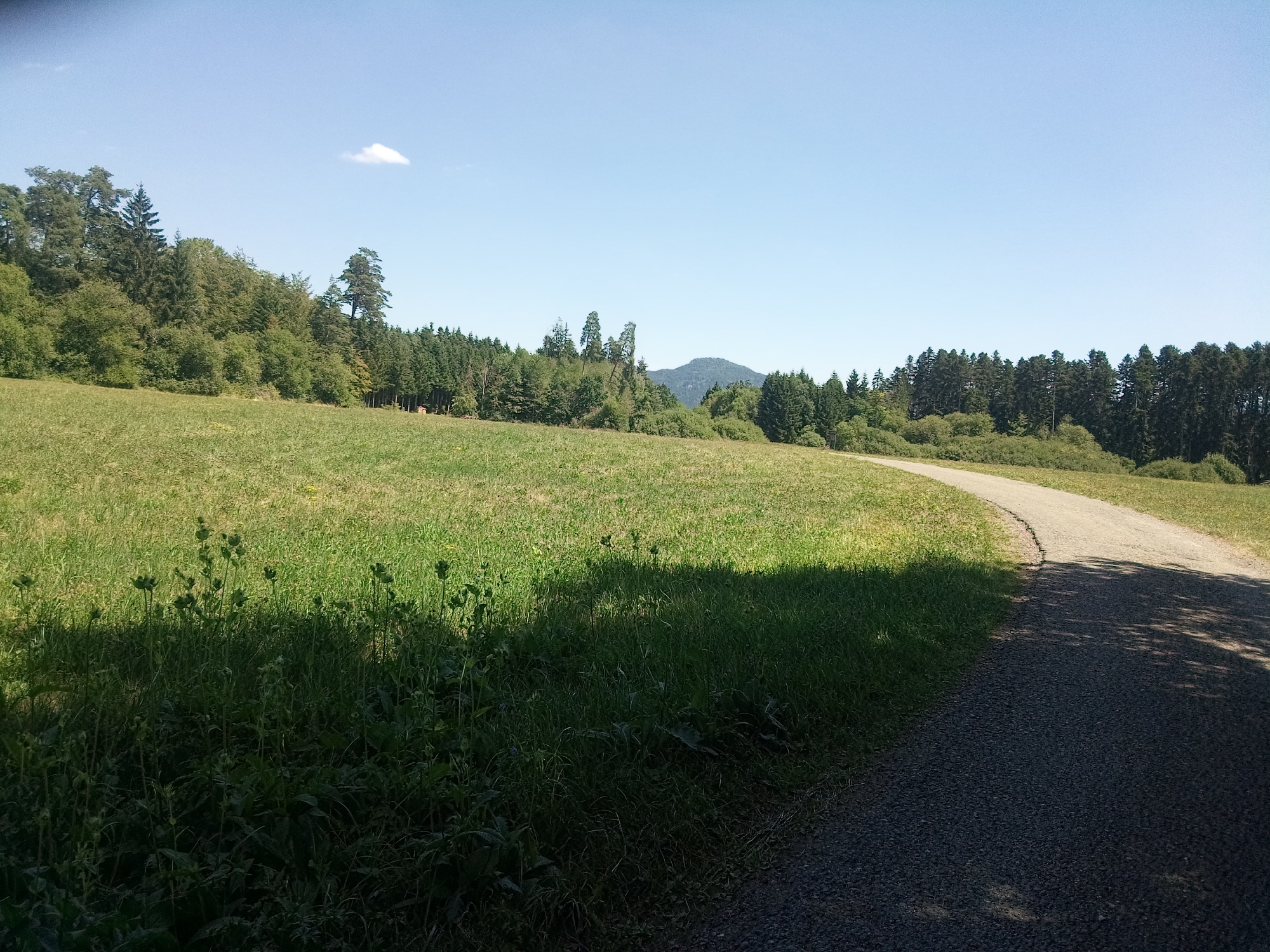 The image shows a sunlit outdoor scene with a gravel path curving through a grassy field. To the left of the path is a large expanse of green grass, some of which is in shadow, with some tall weeds and plants. Further to the left, a dense forest borders the field, with various types of trees, including conifers and deciduous trees. In the background, beyond the forest, rolling hills are visible, with the sky above being a clear blue with a single small cloud. The path appears to be well-maintained and is wide enough for two people to walk side-by-side. The overall impression is one of a peaceful, natural landscape on a bright, clear day.