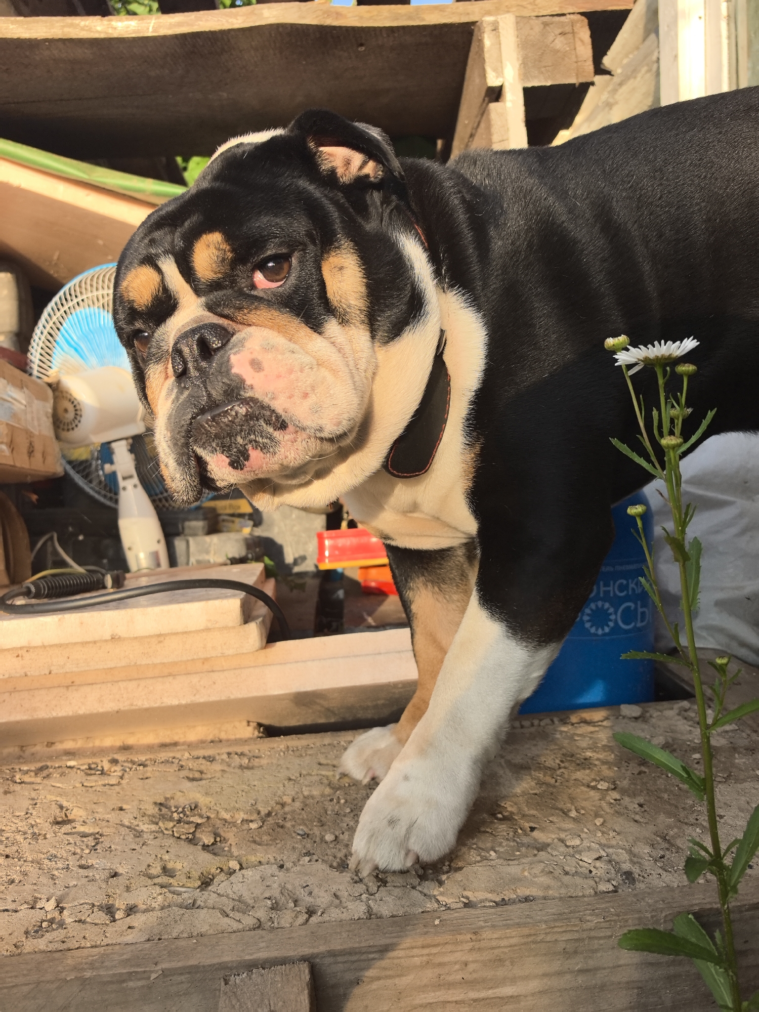 A tri-color bulldog stands on a weathered wooden surface, its head turned towards the camera. The dog has black and tan markings on its face and body, with a white chest and paws. Sunlight illuminates the scene from the side, casting long shadows. In the background, a blue plastic container with Cyrillic lettering is visible, along with various items that appear to be stored in a shed or workshop, including a fan and wooden planks. A small white flower with green stems grows in the foreground. The image is likely from Noviy, Russia, given the presence of Cyrillic text.