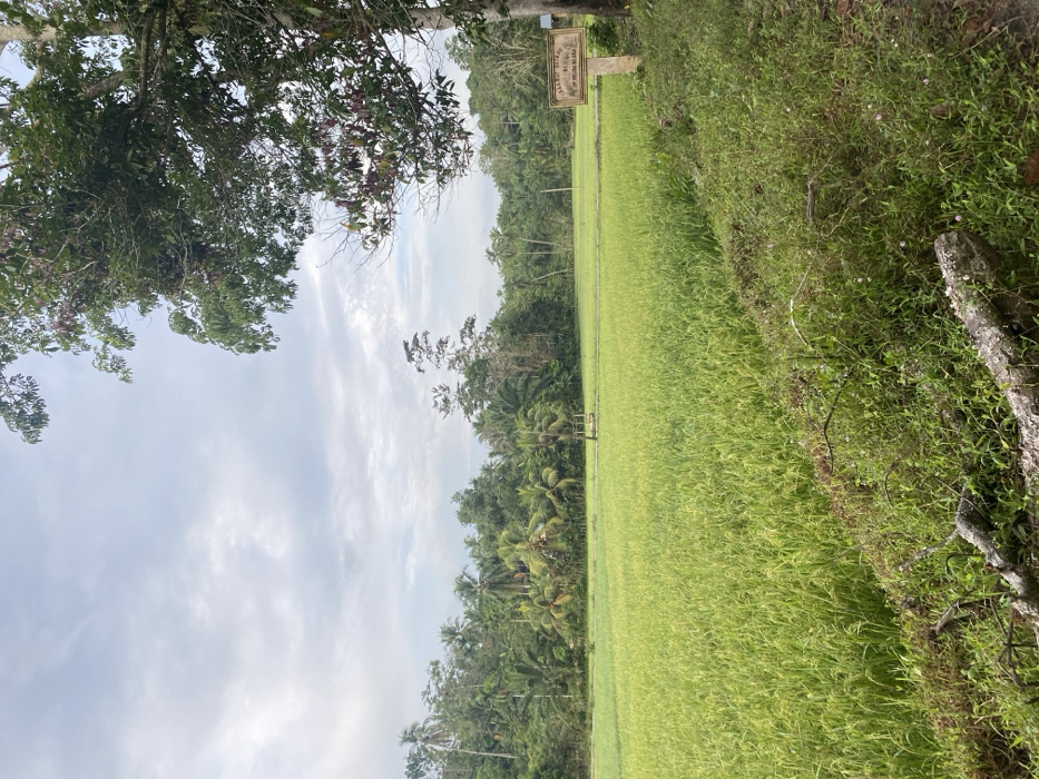 A verdant landscape dominated by a lush rice field stretches towards a dense tropical forest under a partly cloudy sky. A wooden sign stands along the field's edge. Thick vegetation borders the field, blending with trees and smaller plants. A large tree with abundant foliage frames the scene on the left. A weathered wooden structure or post rests on the right side of the frame. The perspective makes the landscape appear elongated, emphasizing the field's vastness.