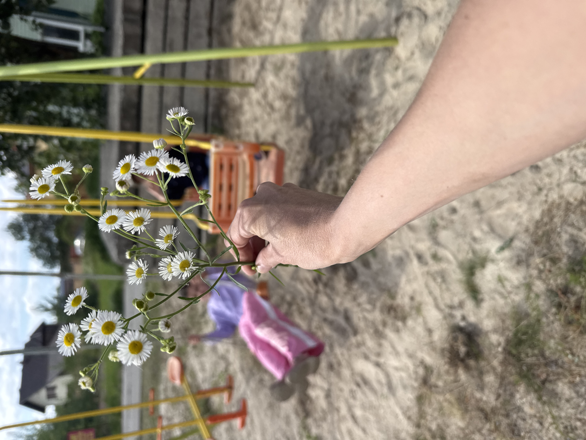 In the foreground, a person's hand holds a small sprig of white wildflowers with yellow centers. The hand is on the right side of the frame and is partially blurred. In the mid-ground, a child wearing a purple top and pink pants is on a swing set. The swing set has yellow metal poles and an orange seat. The child is swinging and their body is blurred due to motion. The background shows a sandy playground with some green grass and trees. To the left of the swing set, a house with a dark roof is visible. The sky is overcast. The overall scene is outdoors in what appears to be a playground area.