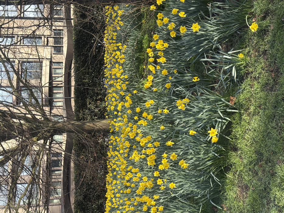 A field of blooming yellow daffodils with green foliage dominates the midground and foreground of the scene. Two bare-branched deciduous trees, with dark trunks and intricate branch networks, stand to the left and right, partially obscuring a dark green hedge directly behind the daffodil field. Above the hedge, a multi-story, light-colored building with numerous windows and balconies is visible, reflecting a clear blue sky. The building features contemporary architecture with some curved structural elements. The ground in the immediate foreground consists of green grass with patches of exposed soil. The scene is brightly illuminated by sunlight, indicative of a clear day in an urban park or landscaped area within the city of Unknown, Unknown. No people or animals are present.