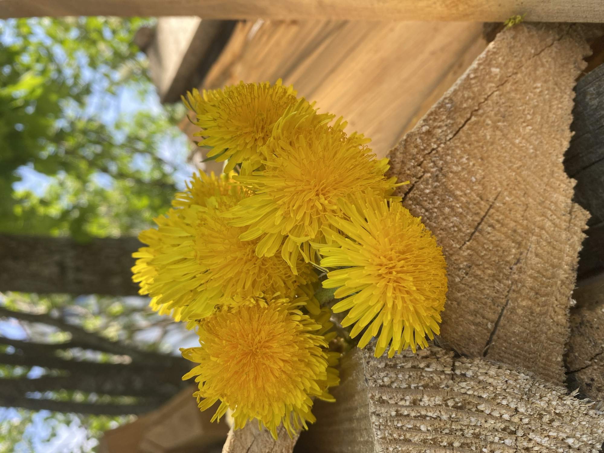 A close-up captures a cluster of bright yellow dandelions nestled amidst rough-hewn lumber. The lumber is light brown with noticeable wood grain and fissures. The dandelions are in full bloom, their petals tightly packed and radiating outwards. In the background, blurred glimpses of green foliage and sky suggest an outdoor setting. The scene appears to be in Прикамский, Russia.