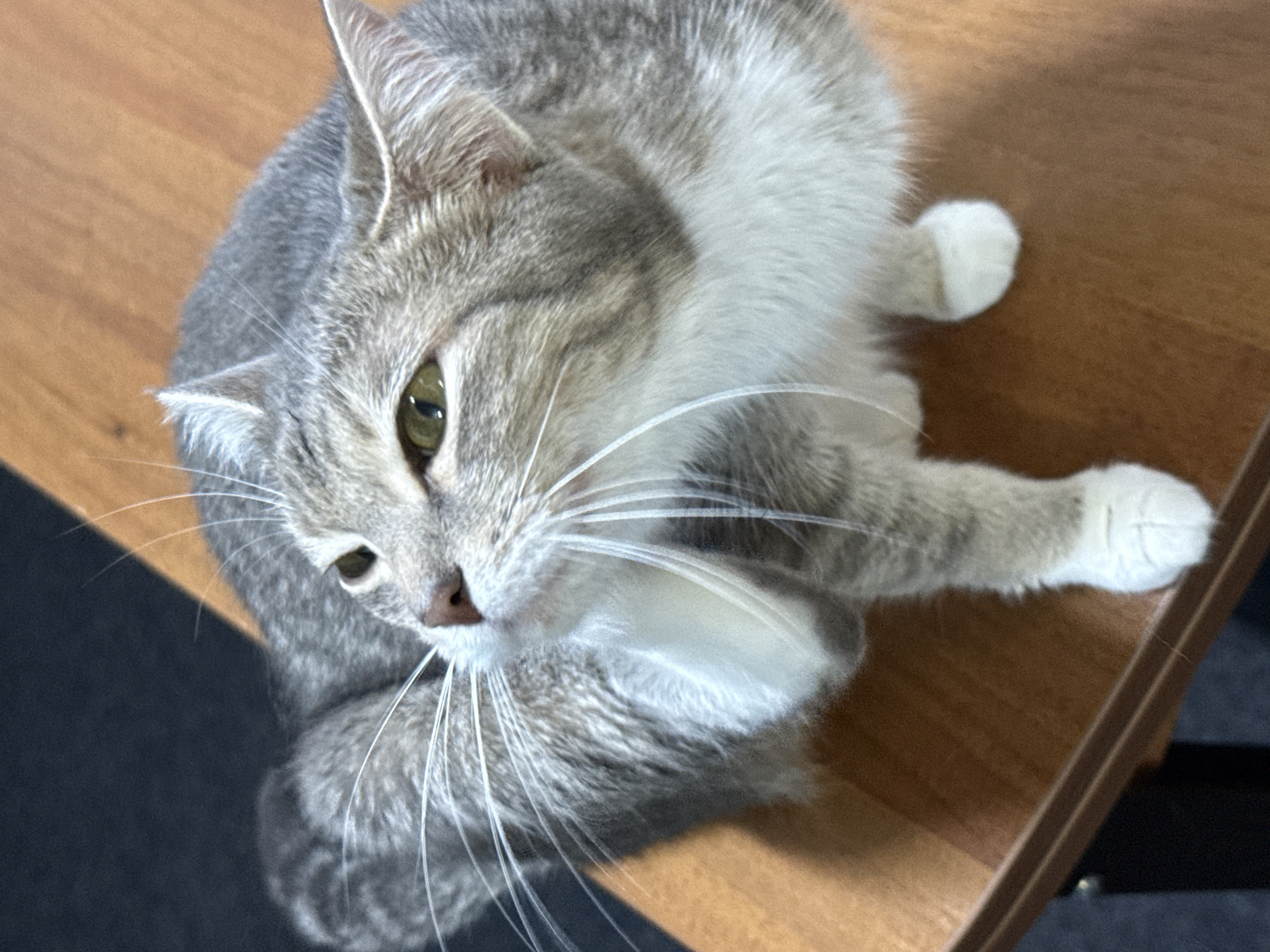 A high-angle, close-up shot shows a tabby cat with white paws and a white chest resting on a wooden surface. The cat's body is a mix of grey and white fur with dark tabby markings on its head and back. Its eyes are green and its whiskers are long and white. The wooden surface appears to be a desk or table, with a dark background visible behind the cat. There is no indication of the city of Sirius, Russia, in this image.