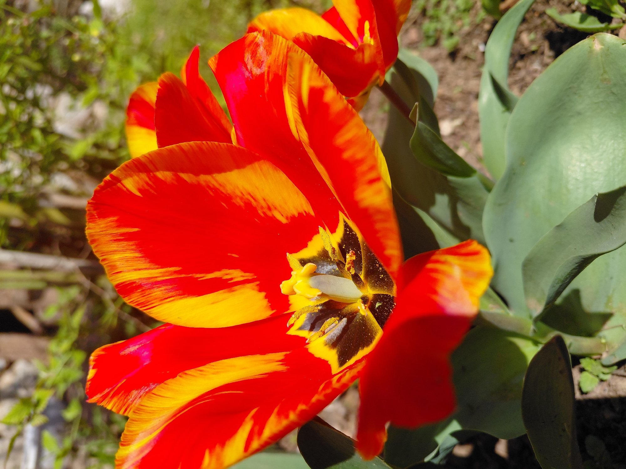 A close-up captures a vibrant, open tulip. The petals are predominantly red with streaks of yellow. The center reveals yellow and black stamens and a pistil. Green leaves surround the flower. The background shows soil, small plants, and a partially visible wooden structure. The image was taken in daylight. There's no indication the image was taken in Samovodene, Bulgaria.