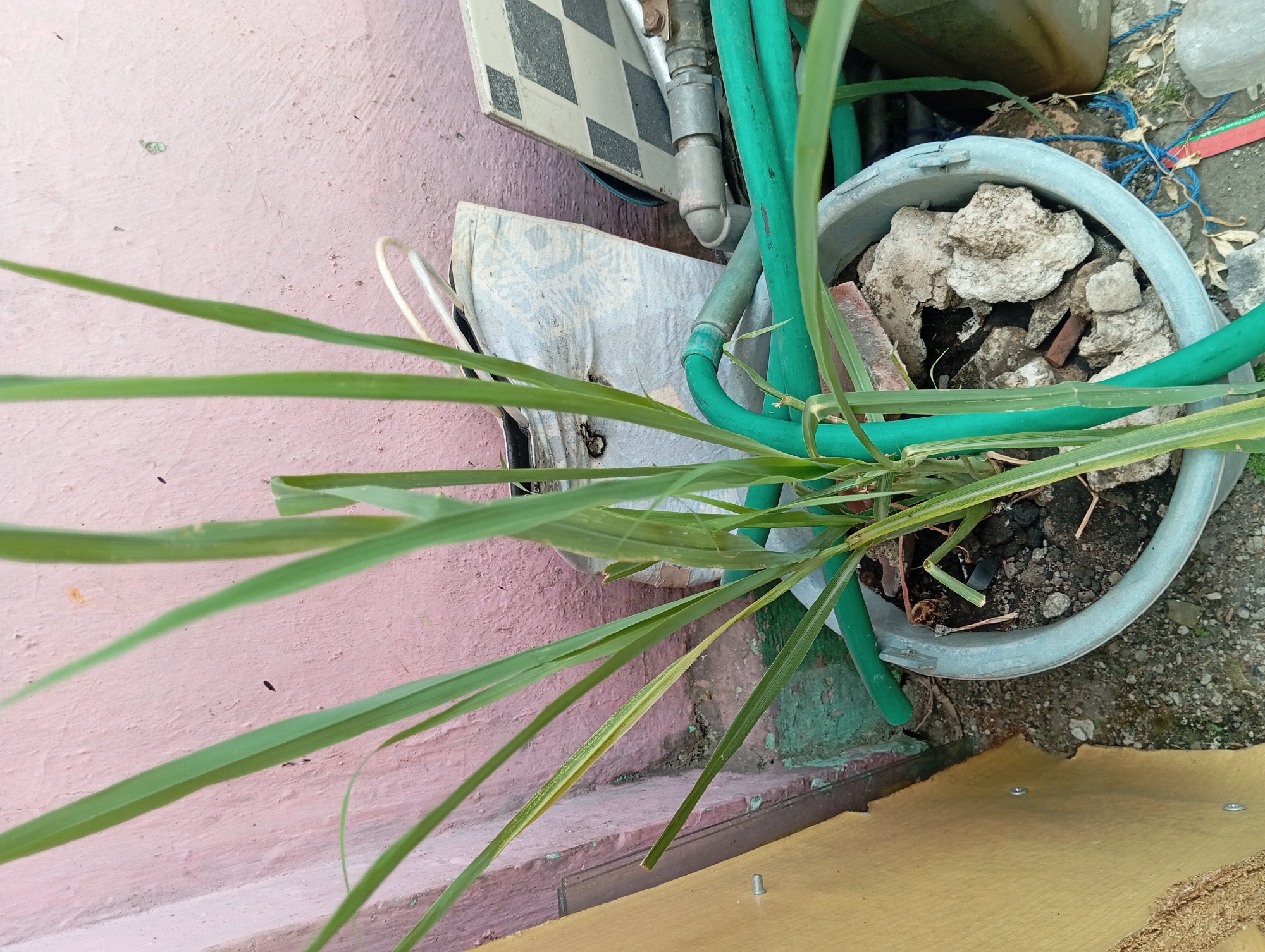 The image depicts an outdoor scene with a potted plant in the foreground. The plant has long, green, grass-like leaves and is growing in a light blue plastic pot filled with soil and rocks. A green hose is coiled around the base of the plant and extends out of frame. Behind the pot, a pink wall is visible, with some green paint visible near the ground. A beige-colored wooden panel is on the left side of the frame. There are no people or animals visible in the image. The scene appears to be in a domestic or outdoor storage area.