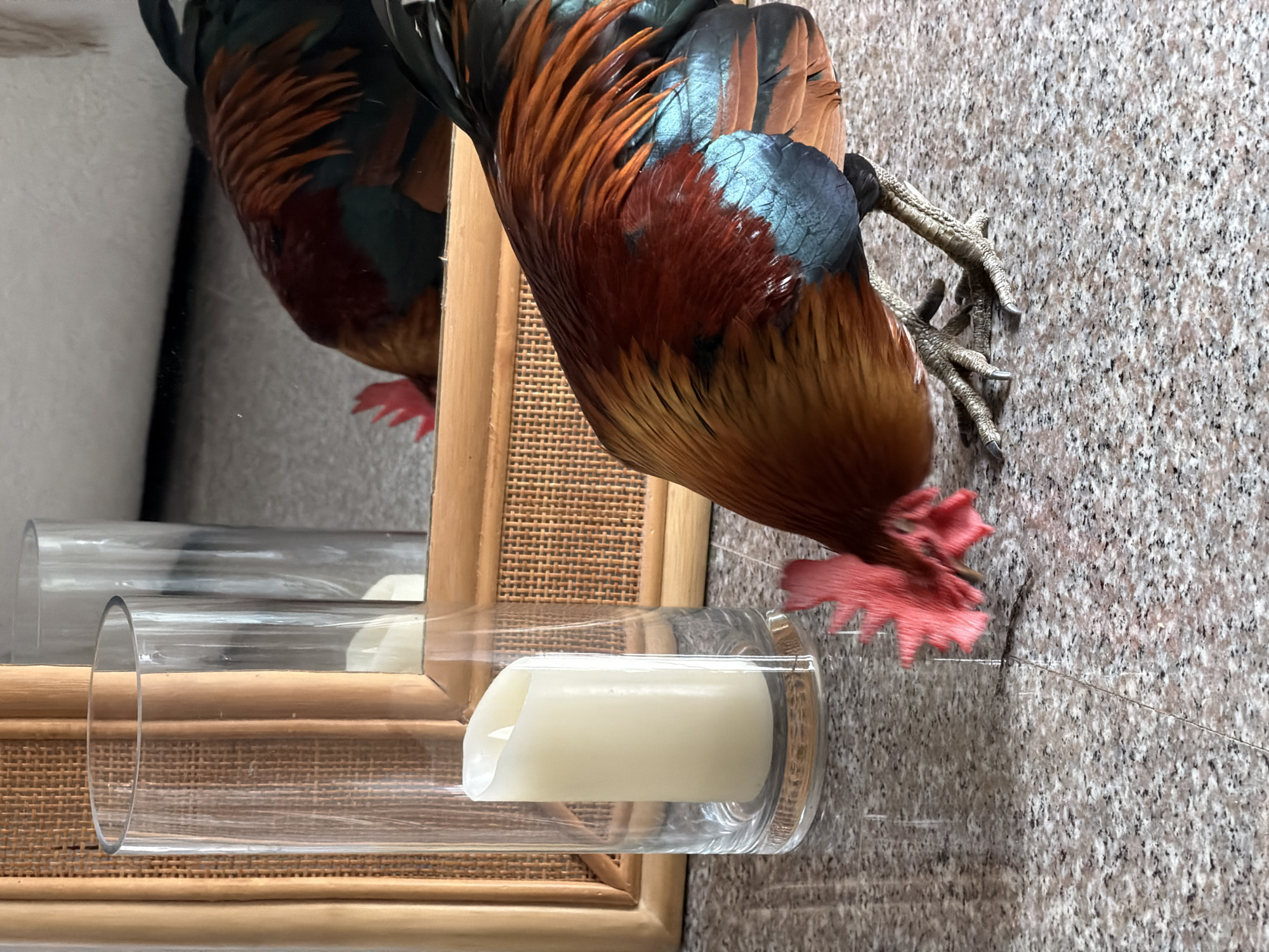A rooster with vibrant red, orange, and dark blue plumage pecks at the speckled granite floor of what appears to be an indoor setting. The rooster's head is lowered, with its bright red comb clearly visible. In the background, a clear glass cylinder contains a white candle, and behind that, a woven wicker-framed mirror reflects another rooster, partially obscured. The setting suggests a domestic or possibly a decorative area within a home or establishment in Ko Samui District, Thailand. The lighting is soft, and the focus is on the rooster's activity.