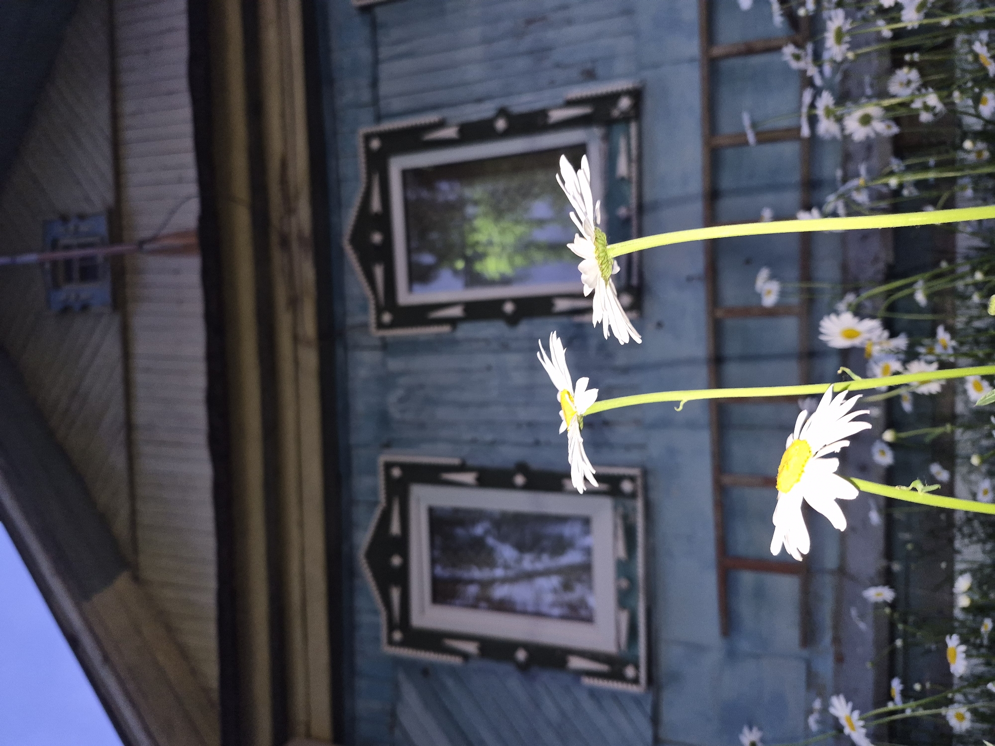 The image shows a close-up view of several daisies in the foreground, with a weathered, blue wooden house in the background. The house has two windows with ornate, dark green frames. A ladder is visible between the windows. The sky is a twilight blue. The overall scene suggests a rural or suburban setting, possibly a dacha in Chaikovsky, Russia, given the architectural style.