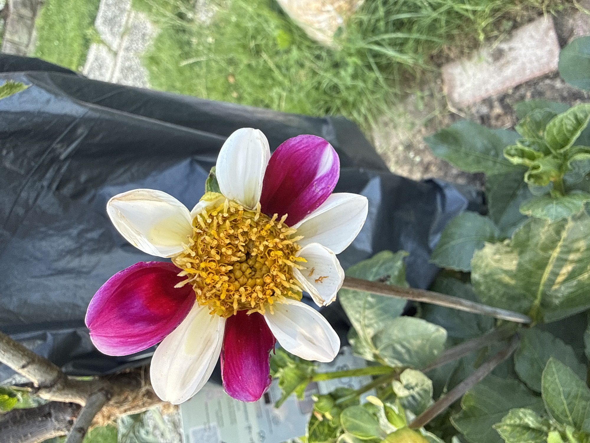 The image shows a close-up of a bi-colored flower, predominantly white with magenta tips on its petals. The center of the flower is a dense cluster of yellow stamens. The flower is in focus, with the background blurred, showing green foliage, some rough brown bark of a plant stem, a dark grey protective covering, and a stone path with grass. The scene is outdoors, likely in a garden setting in Ihringshausen, Germany, given the context. There are no people or animals visible.
