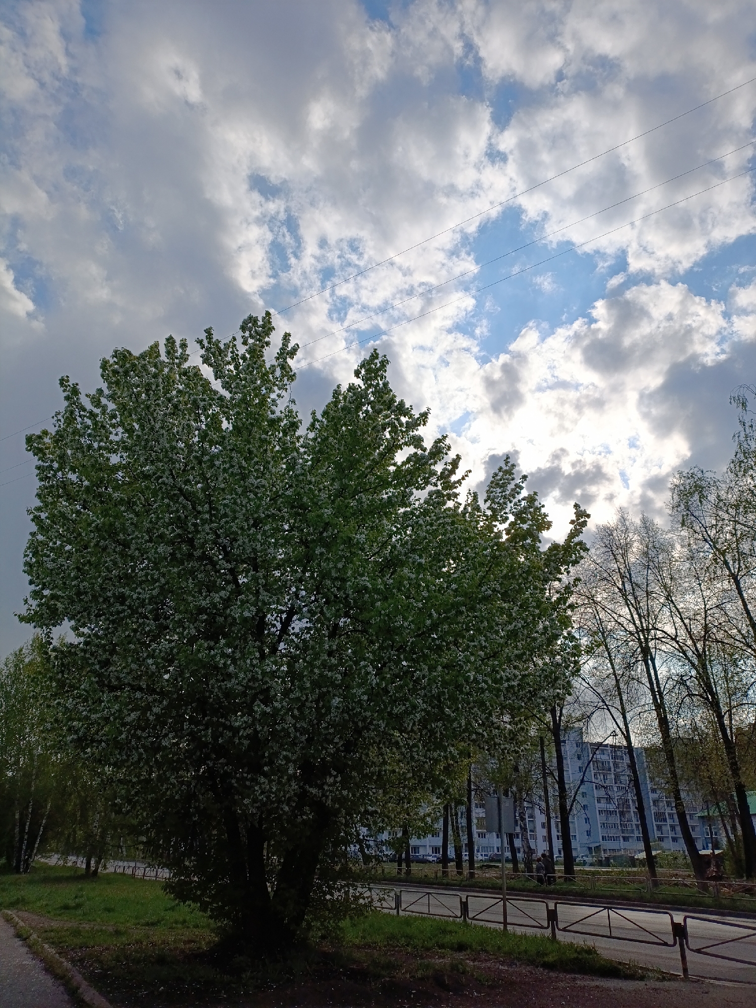 The image depicts a park-like setting in what appears to be a residential area. The sky is partially covered with gray and white clouds, revealing patches of blue. A large tree, full of green leaves with possible white blossoms, dominates the left side of the frame. Other, more slender trees with less foliage are visible on the right. A gray multi-story apartment building is seen in the background between the trees. A small metal fence runs along a paved road, separating the street from the grassy park area. The location appears to be Chaikovsky, Russia, based on architectural styles and other geographical indicators consistent with the region. There are no visible people or actions in the immediate scene.