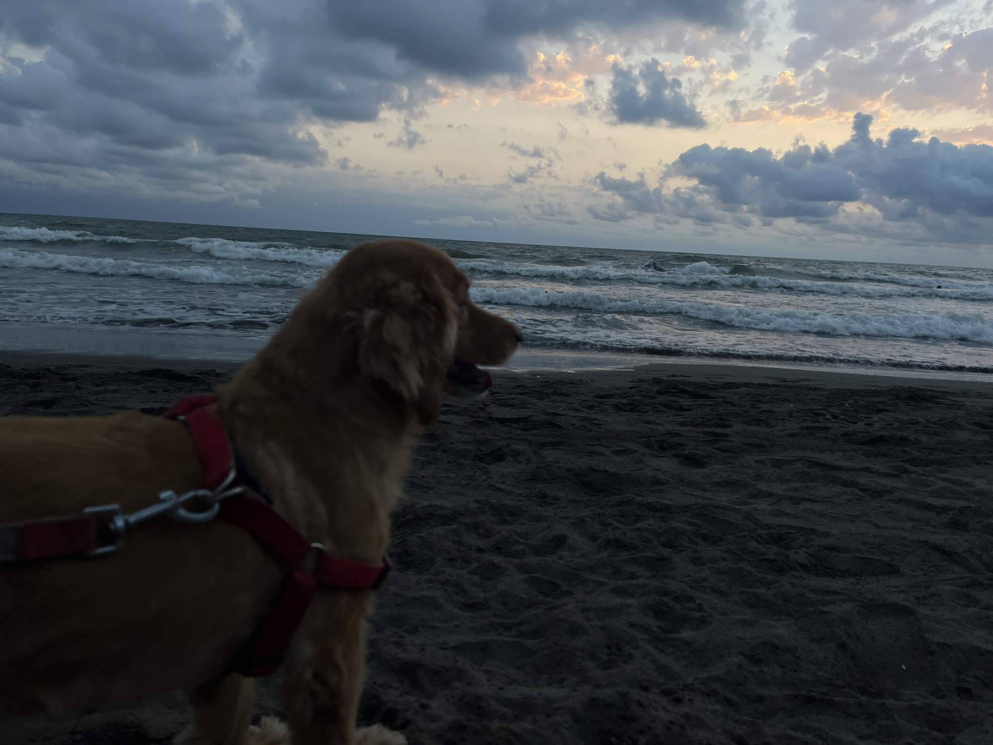 A golden dog, wearing a red harness, stands on a dark, sandy beach. The dog faces the ocean, which has moderate waves and appears choppy. The sky above is cloudy with patches of lighter sky, suggesting it is either dawn or dusk. The overall scene is dim, with a muted color palette. The location is identified as a beach in the Sapsi Community, Georgia.