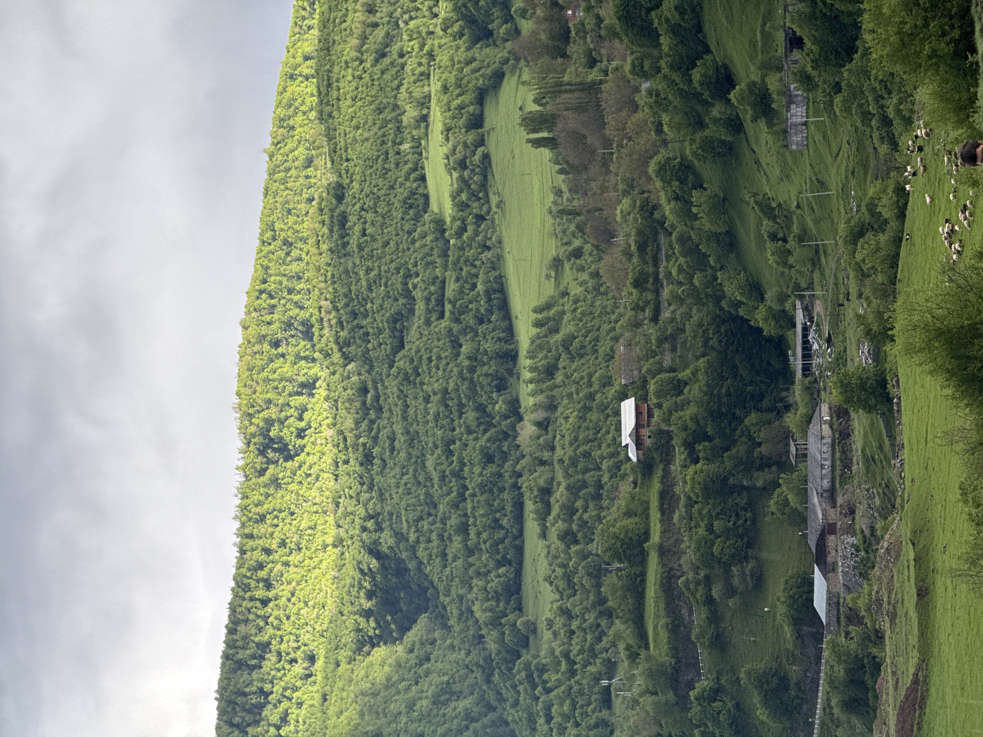 A landscape photograph shows a heavily wooded mountainside with buildings and a herd of sheep. The mountain slopes upward from right to left and is densely covered with green trees. A few patches of cleared green land are visible along the mountain. Buildings are interspersed amongst the trees and on the lower slopes. A herd of sheep grazes on the green slopes in the upper right. The sky is overcast. The location is likely Chkalov, Armenia.