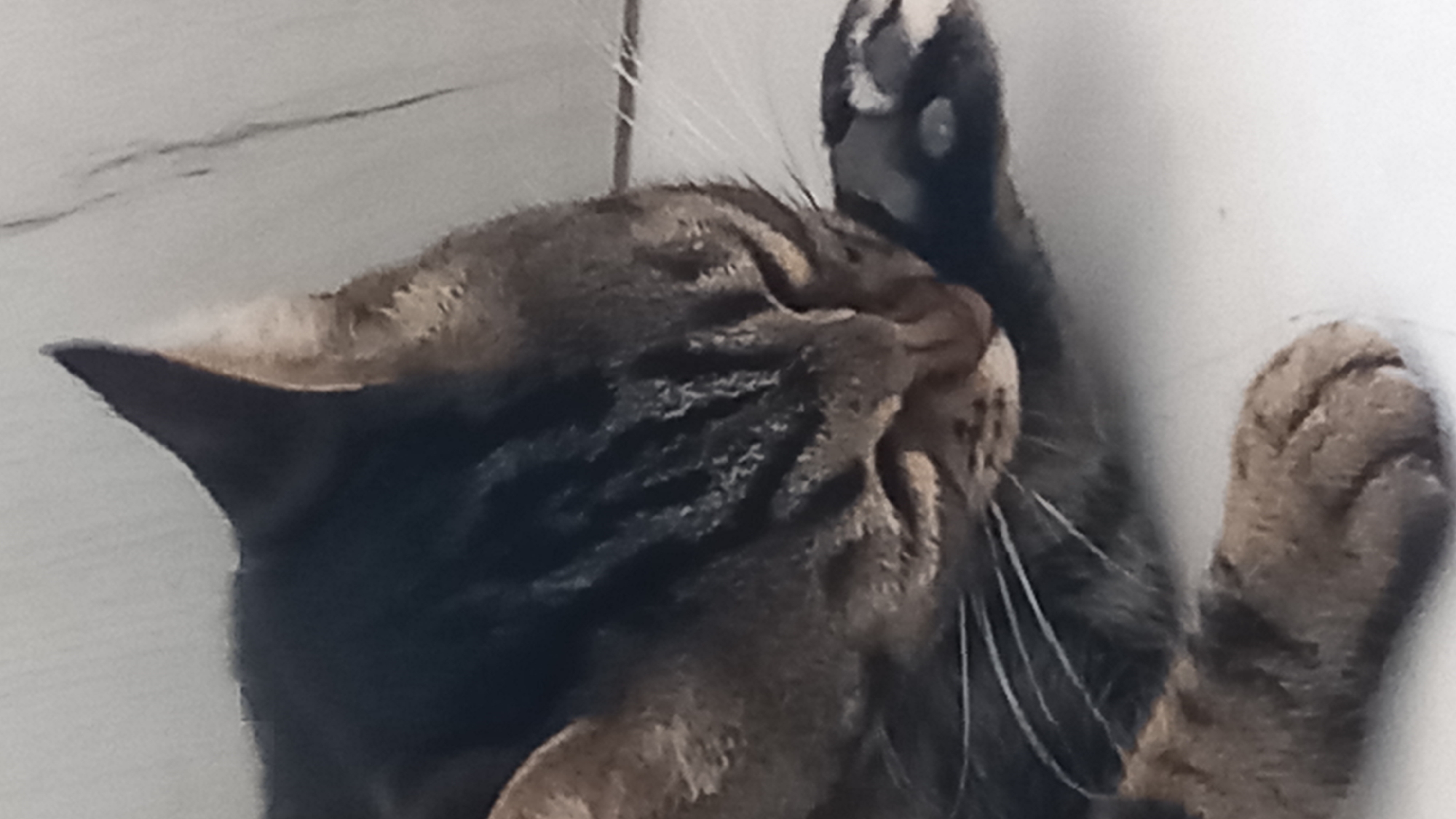 A close-up, vertical, low-angle shot captures a brown tabby cat lying on a white surface. The cat's head is angled down and to the right, with its eyes closed, appearing to be asleep. Its left paw is raised and touching its nose. The background is a textured, light-colored wall. There is no indication of the location being in Άγιος Νεκτάριος, Greece.