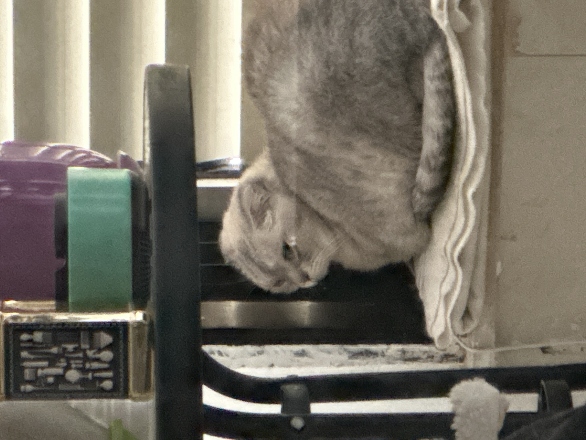 The image depicts a fluffy, gray cat with folded ears sitting on a folded white cloth. The cat is facing left, with its head turned slightly towards the viewer. Its eyes appear a bit watery. Behind the cat, part of a dark, ribbed surface is visible. To the left of the cat, a black table leg with vertical white stripes is partially obscured. In the background, there are vertical blinds and what appears to be a purple object and a green container on a shelf. There is no indication of the city of Haifa, Israel, in the image.